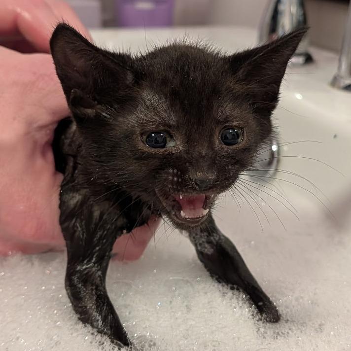 Enlarge Kit, a Adoptable Domestic Short Hair in Allyn, WA image 2/5