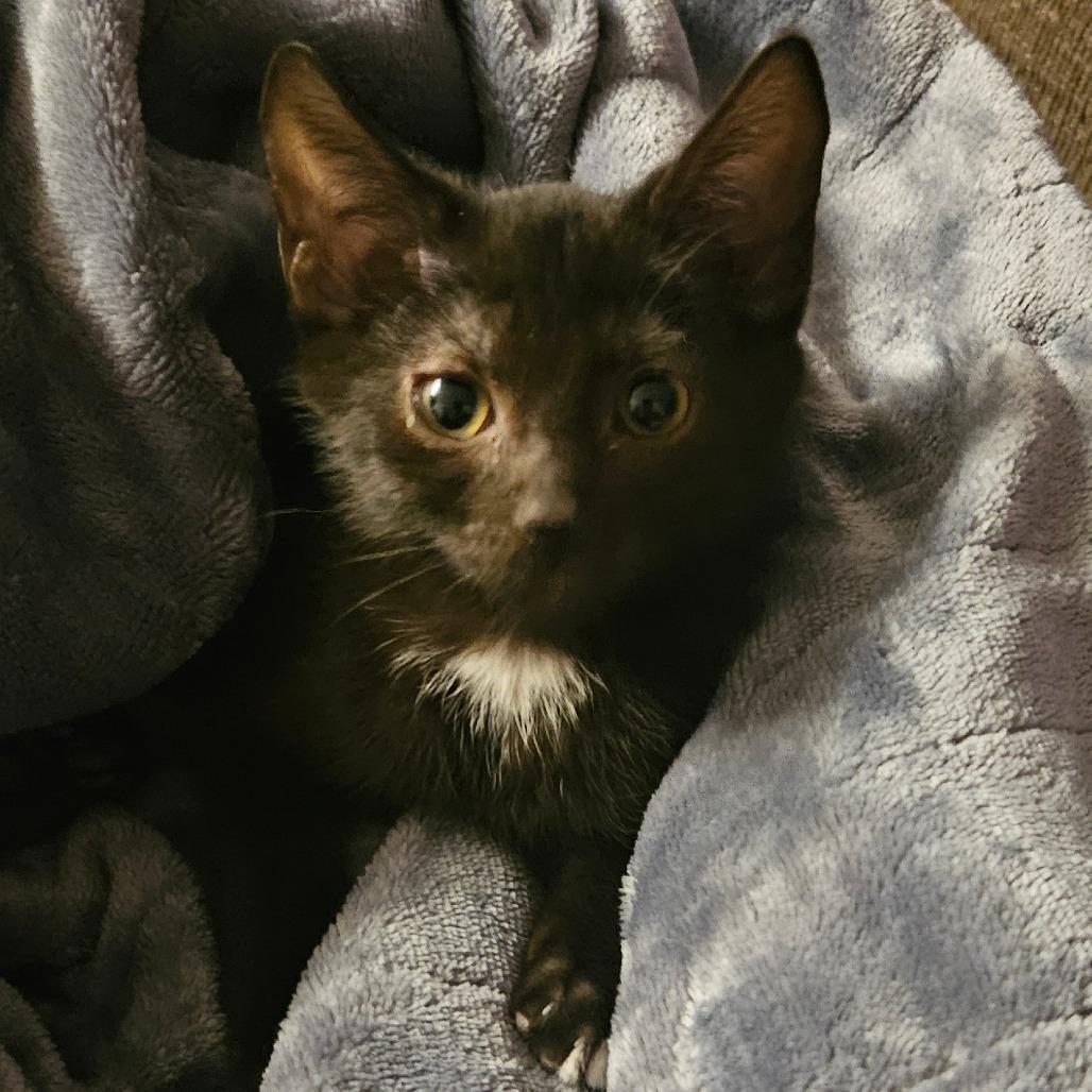 Enlarge Kit, a Adoptable Domestic Short Hair in Allyn, WA image 3/5