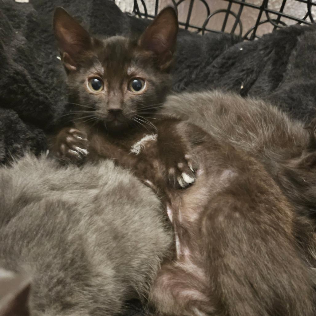 Enlarge Kit, a Adoptable Domestic Short Hair in Allyn, WA image 4/5