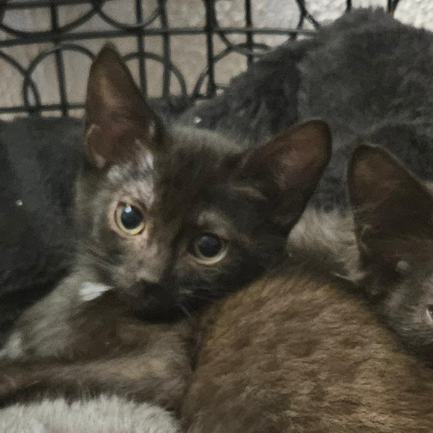 Enlarge Kit, a Adoptable Domestic Short Hair in Allyn, WA image 5/5