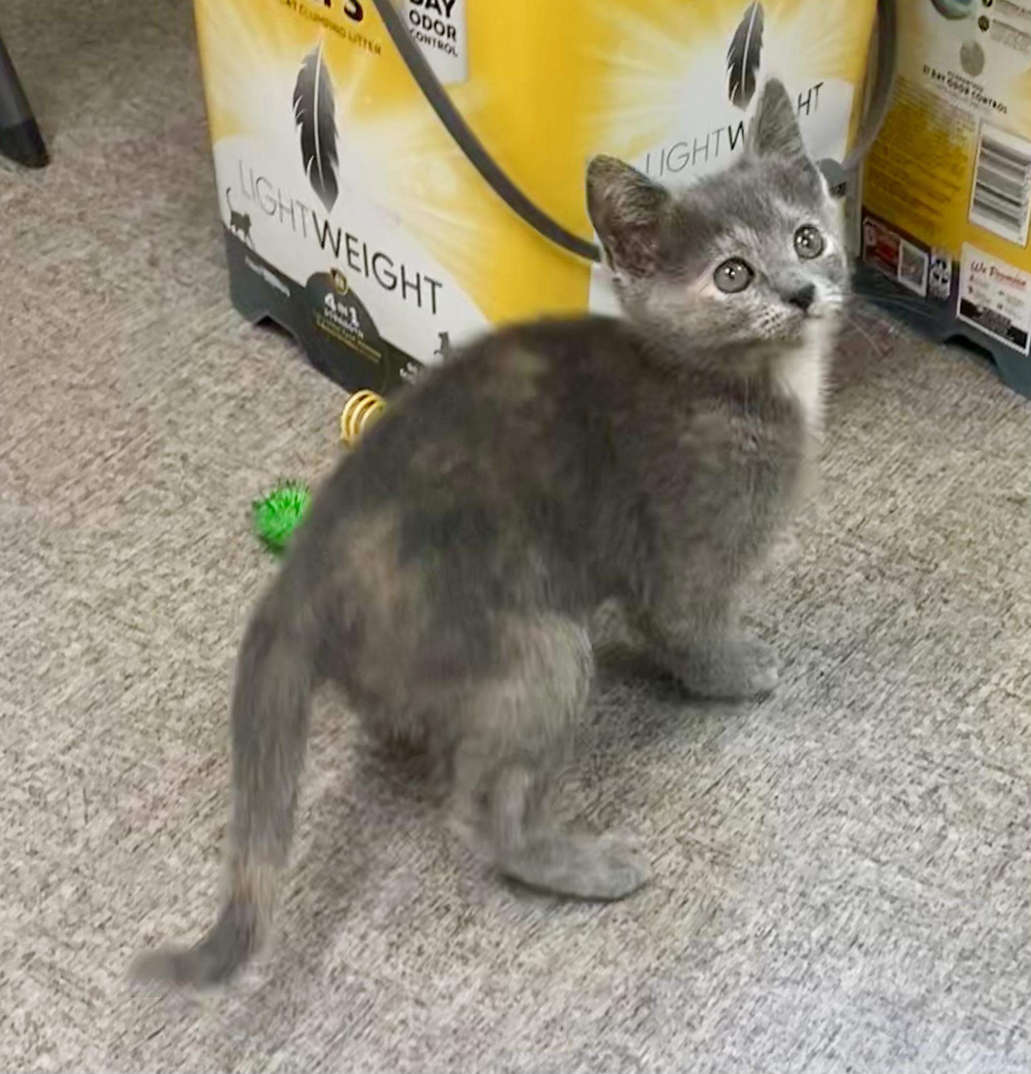 Mouse, a Adoptable mixed breed in Pocatello, ID image 5/6