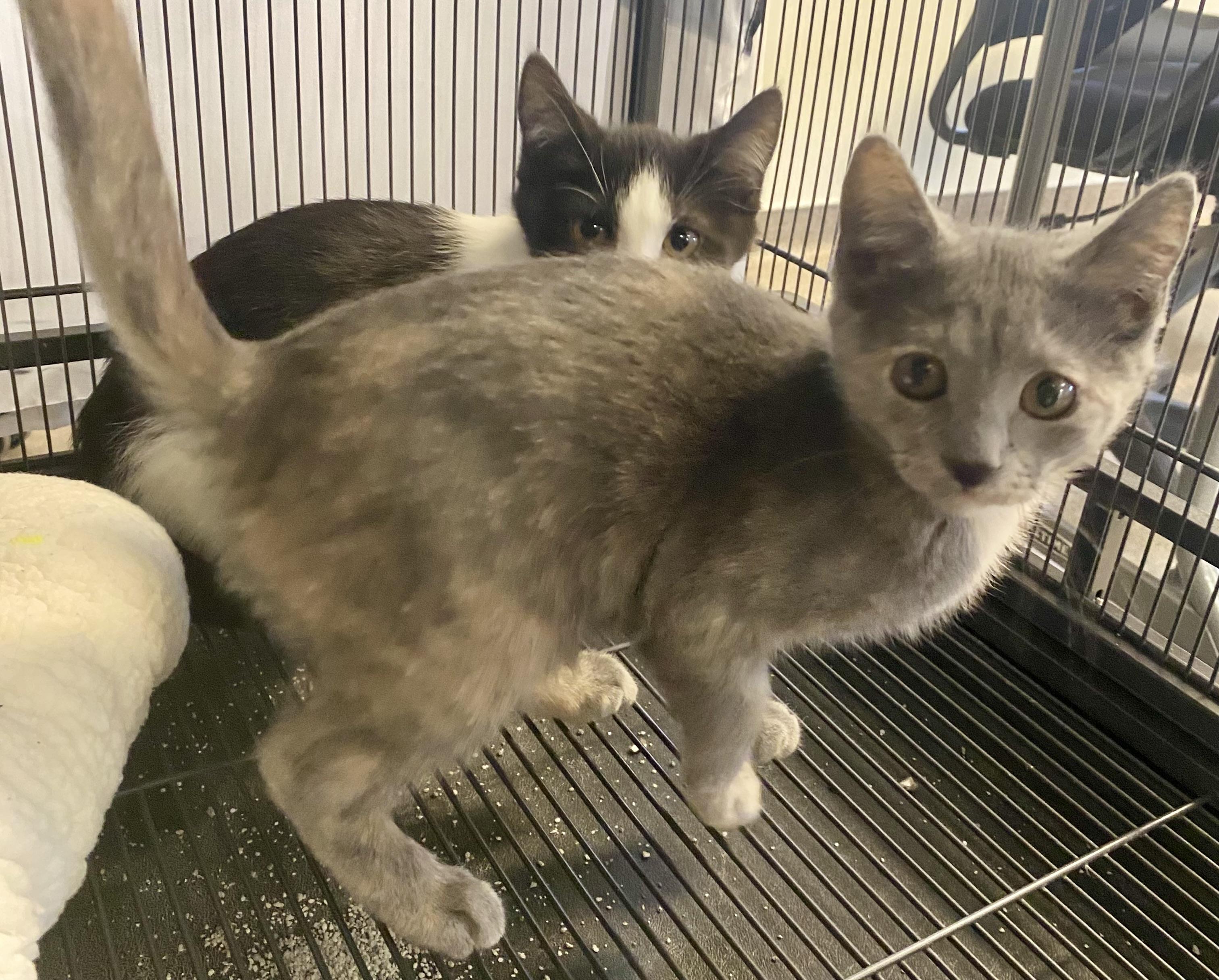Enlarge Mouse, a Adoptable mixed breed in Pocatello, ID image 6/6