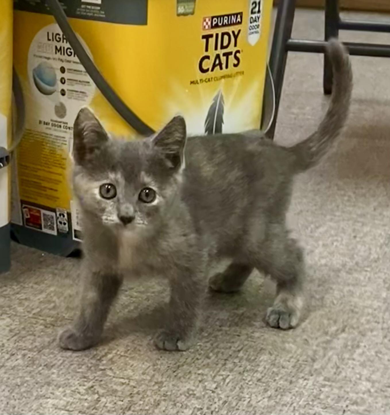 Mouse, a Adoptable mixed breed in Pocatello, ID image 1/6