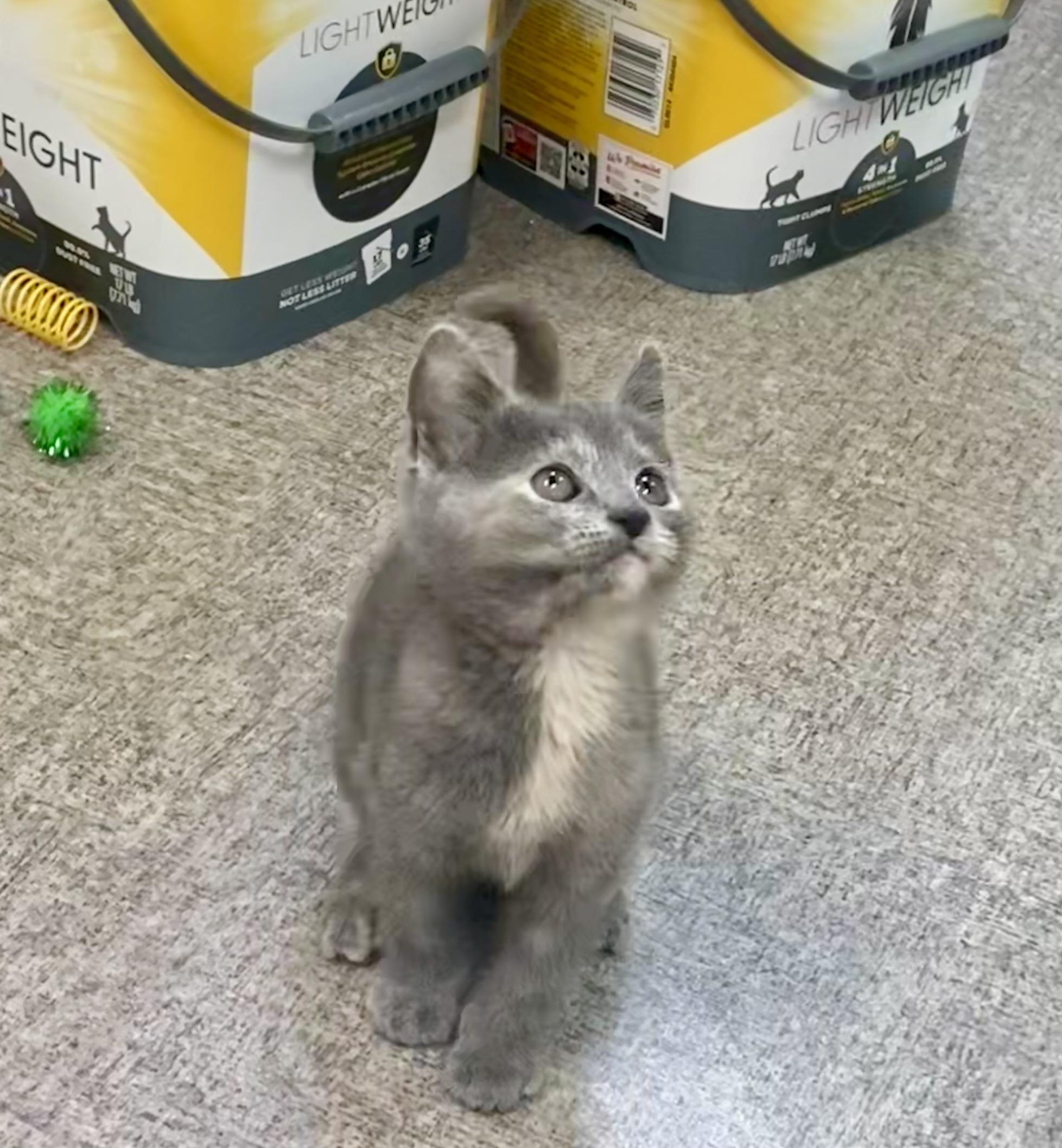 Mouse, a Adoptable mixed breed in Pocatello, ID image 6/6