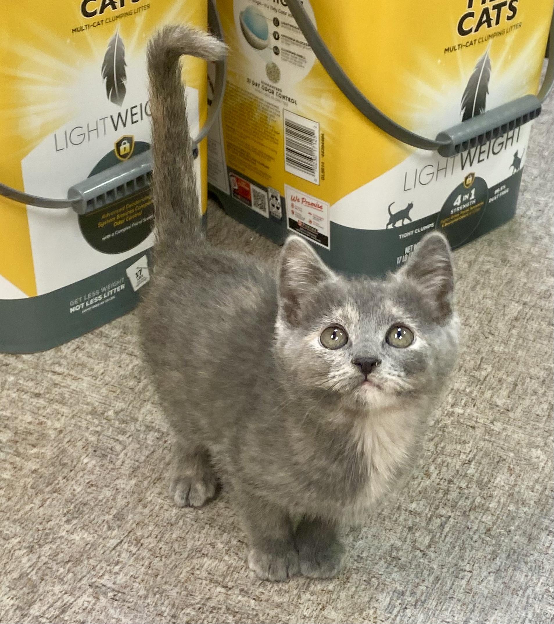 Mouse, a Adoptable mixed breed in Pocatello, ID image 4/6