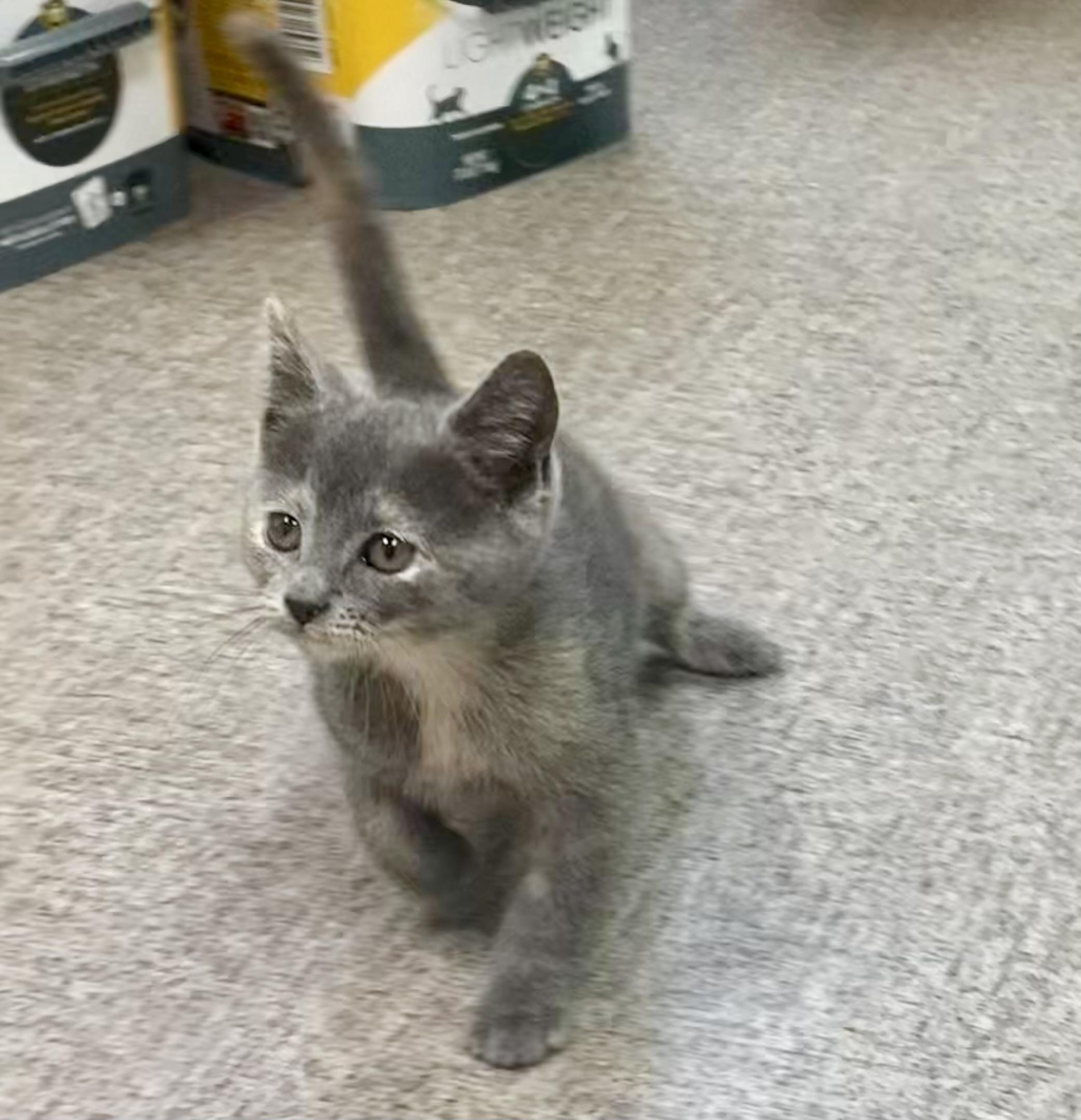 Mouse, a Adoptable mixed breed in Pocatello, ID image 2/6