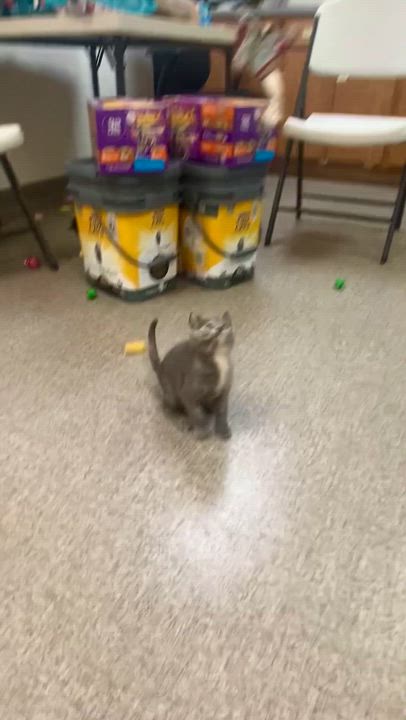 Enlarge Mouse, a Adoptable mixed breed in Pocatello, ID video 3/6