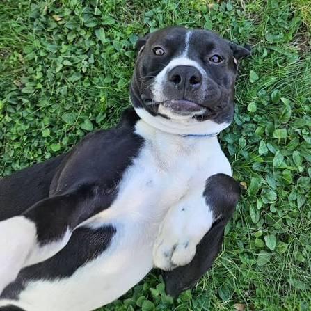 Enlarge Domino, a ADOPTABLE mixed breed in Royse City, TX image 2/3