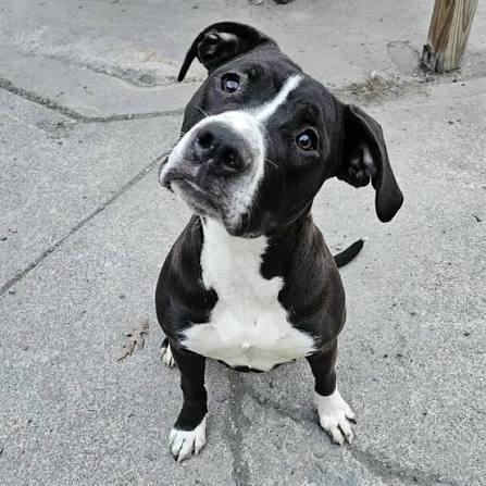 Enlarge Domino, a ADOPTABLE mixed breed in Royse City, TX image 3/3