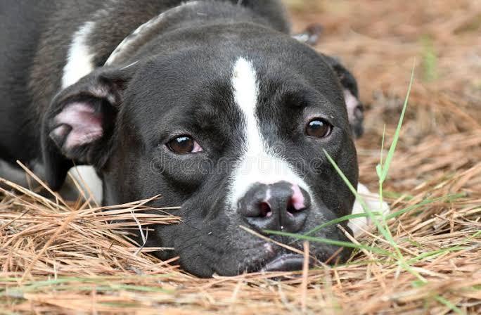 Domino, ADOPTABLE, Adult Male Boxer & Pit Bull Terrier.