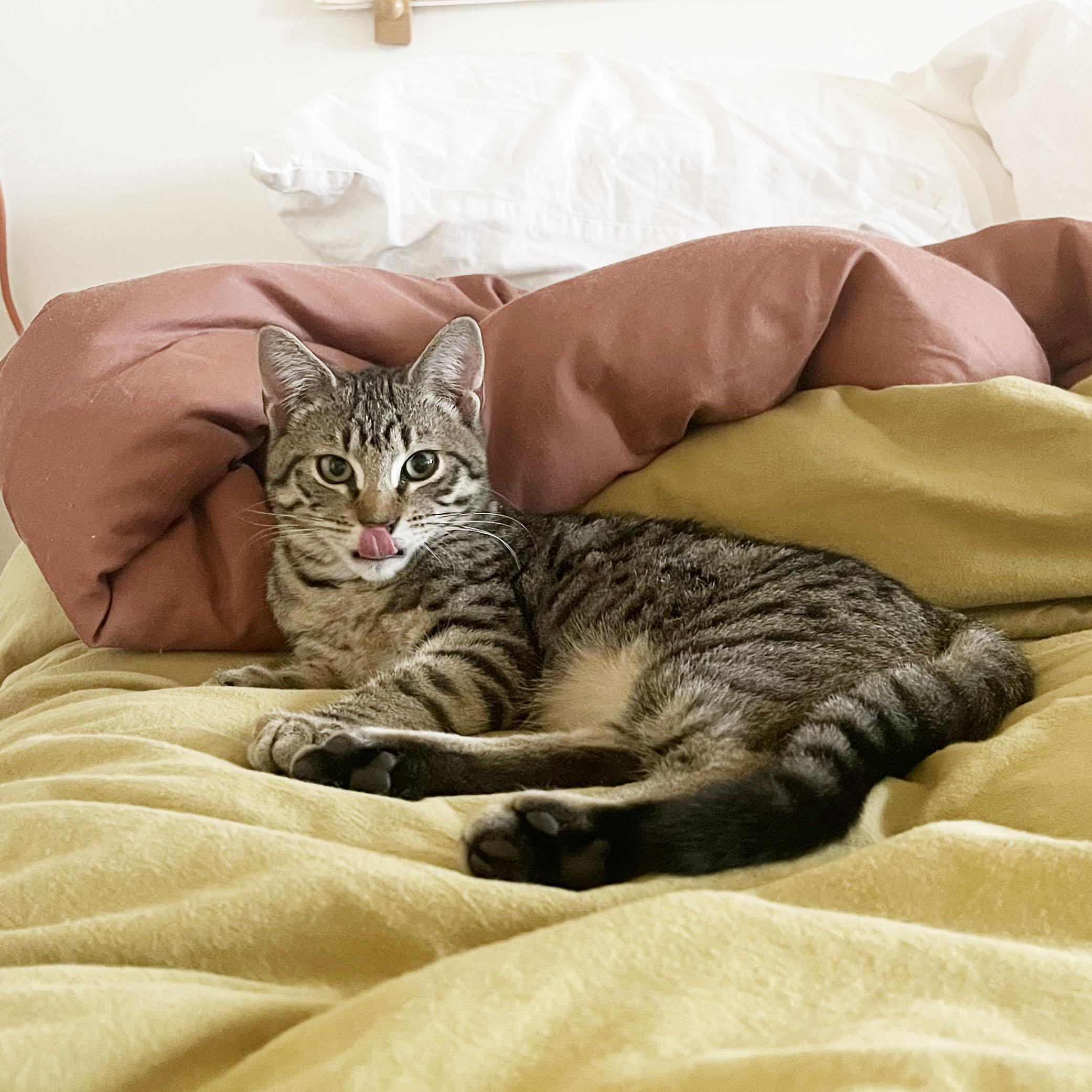 Flannel, a ADOPTABLE Domestic Short Hair in BROOKLYN, NY image 3/6