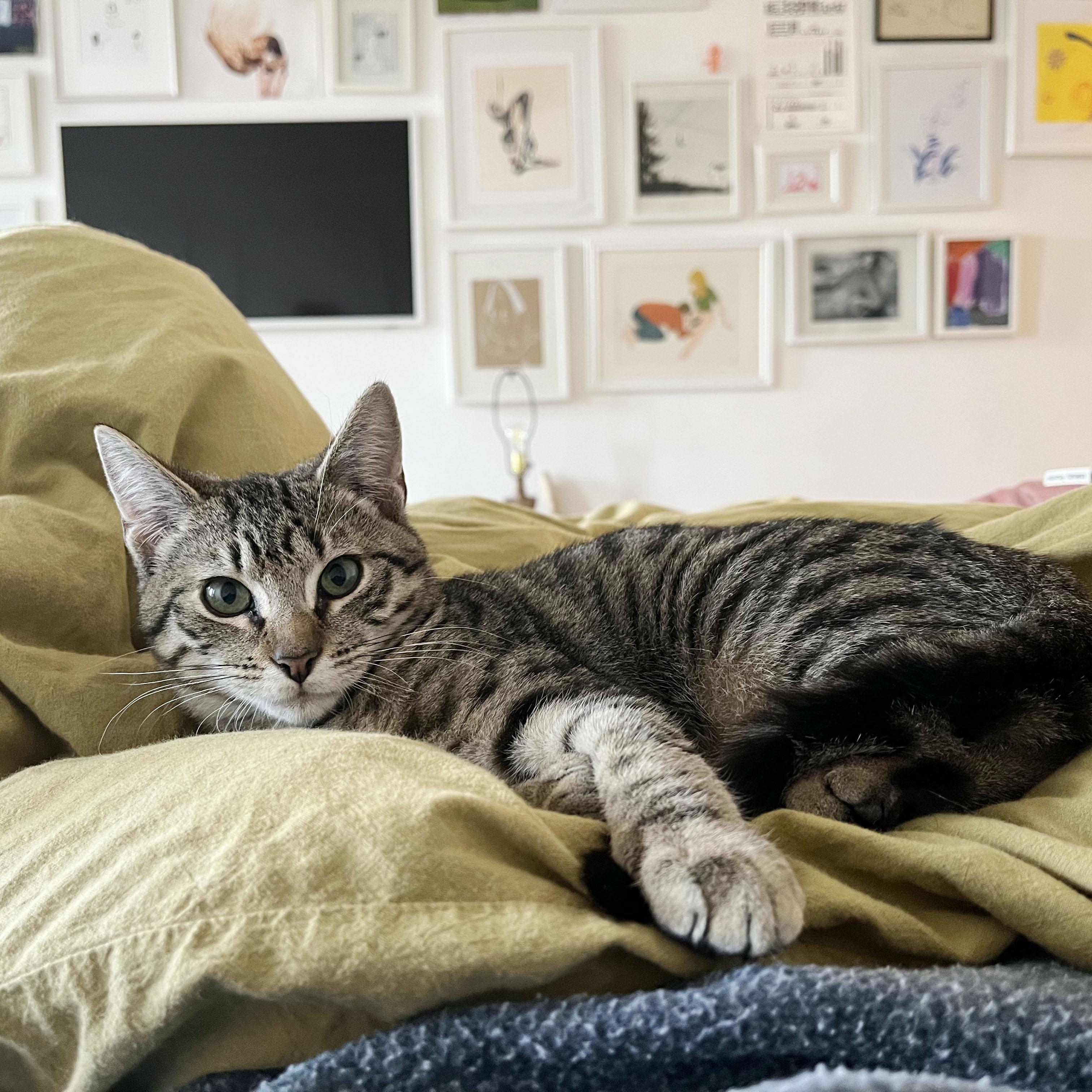 Flannel, a ADOPTABLE Domestic Short Hair in BROOKLYN, NY image 2/6