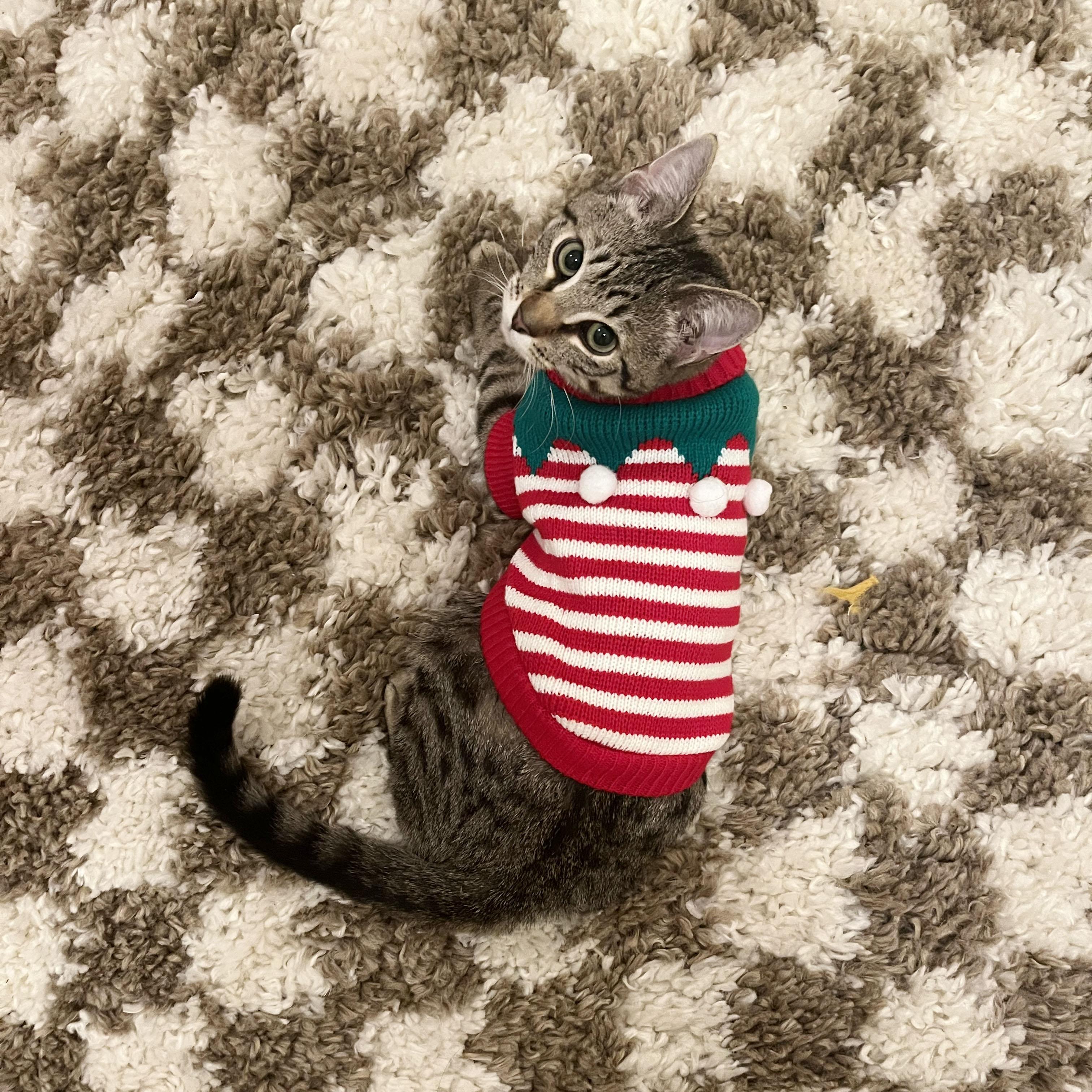 Flannel, a ADOPTABLE Domestic Short Hair in BROOKLYN, NY image 6/6