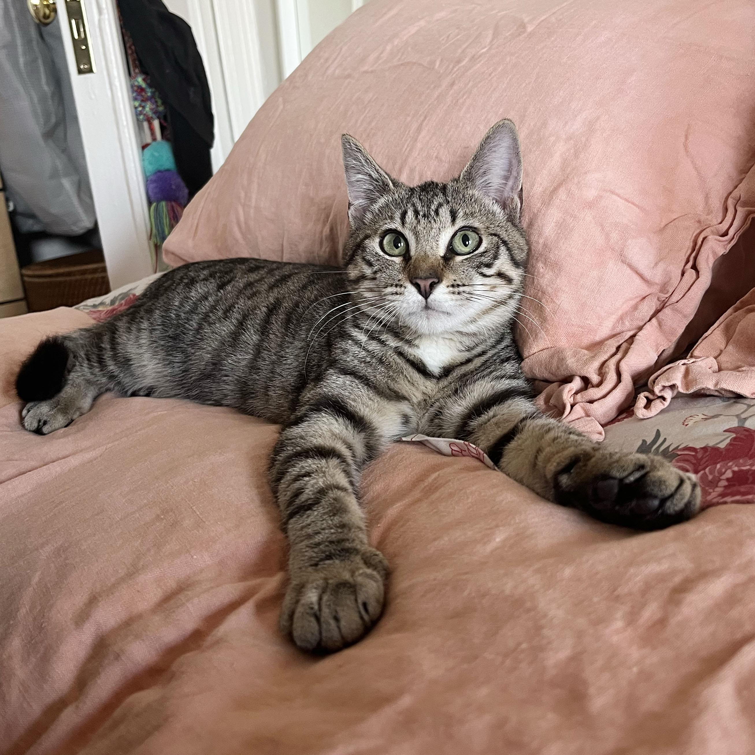 Flannel, a ADOPTABLE Domestic Short Hair in BROOKLYN, NY image 1/6