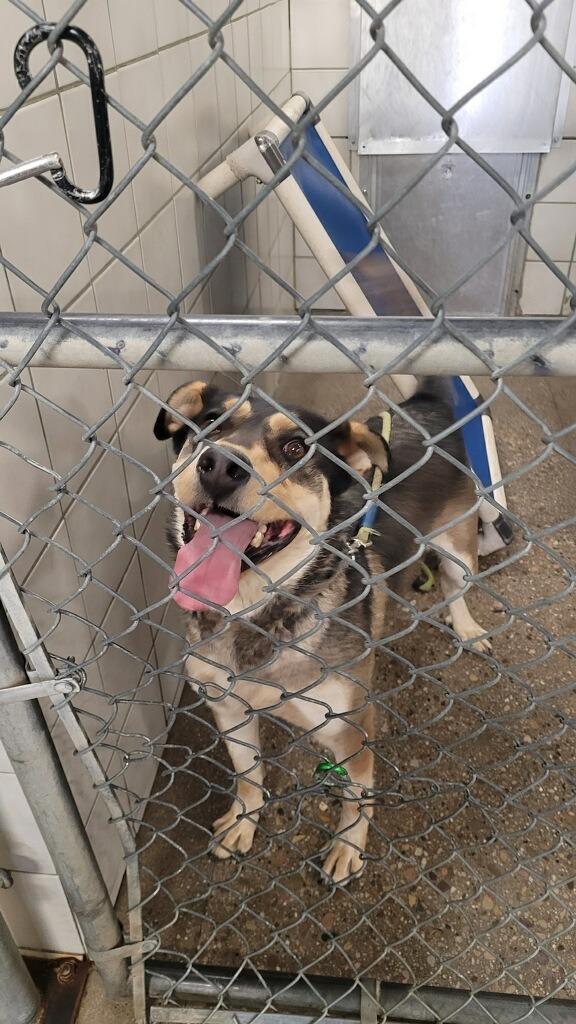 Thor, a Adoptable mixed breed in Rock Springs, WY image 2/3