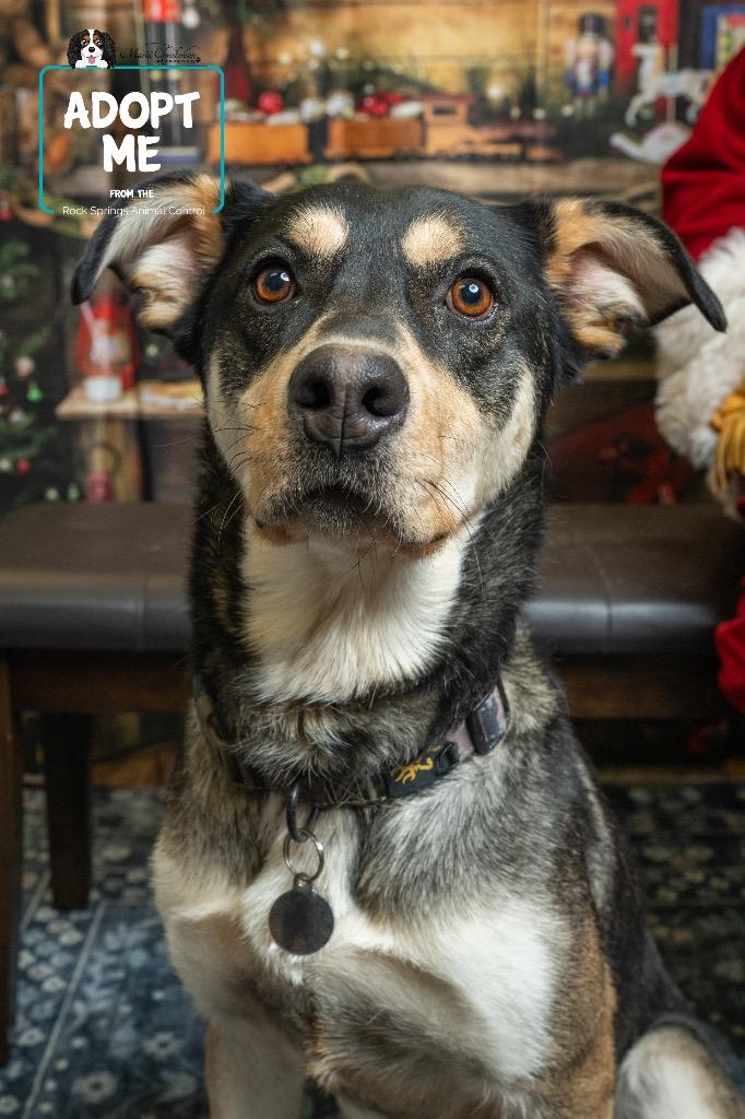 Thor, Adoptable, Adult Male German Shepherd Dog.