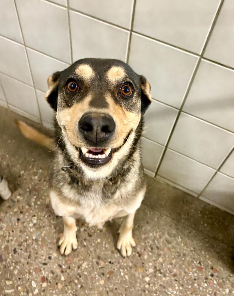 Thor, a Adoptable mixed breed in Rock Springs, WY image 3/3