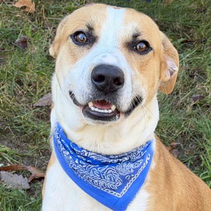 Hugo, Adoptable, Adult Male Hound & Mixed Breed.