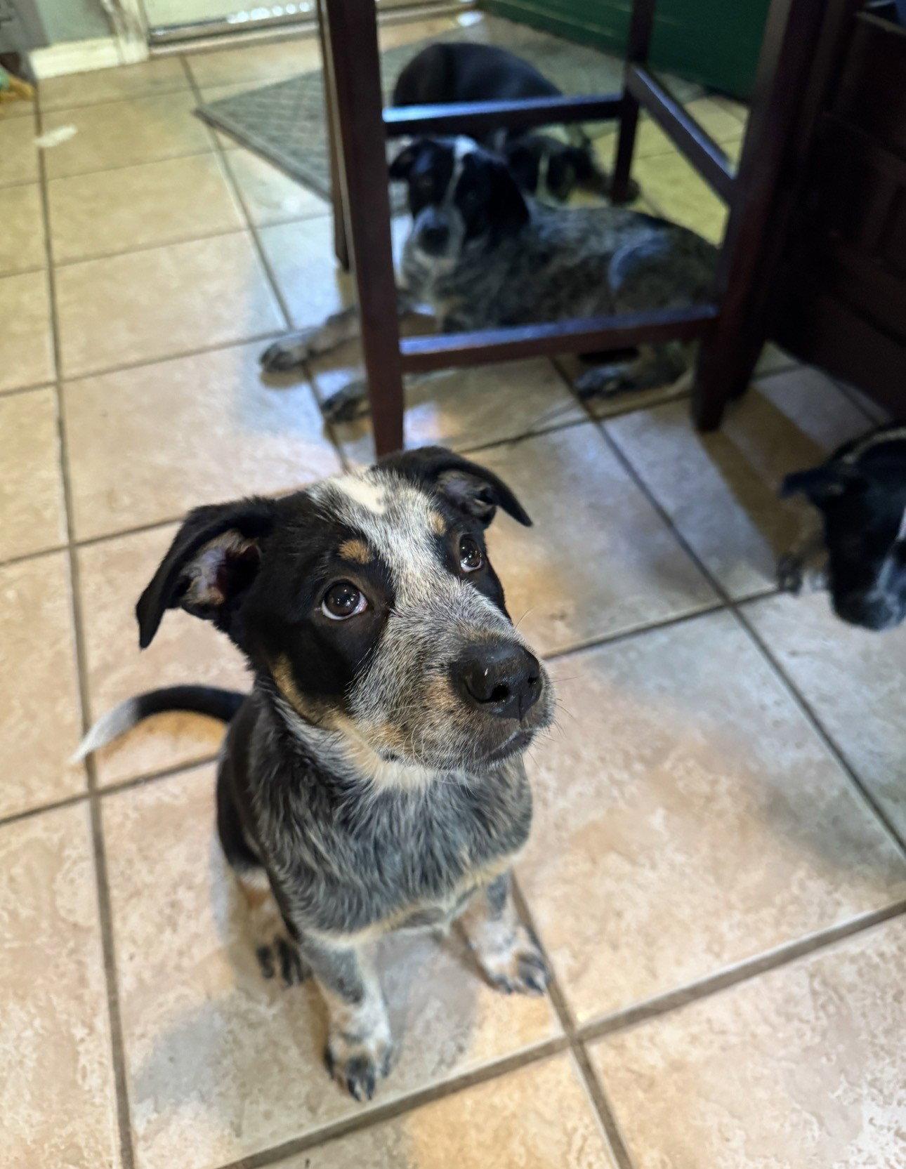 Enlarge MEADOW - Eden, a Adoptable Australian Cattle Dog / Blue Heeler in Sebec, ME image 1/3
