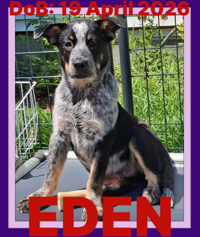 EDEN-Meadow, a Adopted Australian Cattle Dog / Blue Heeler in Sebec, ME image 2/3