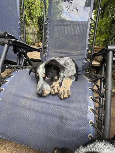 Enlarge MEADOW - Eden, a Adoptable Australian Cattle Dog / Blue Heeler in Sebec, ME image 2/3