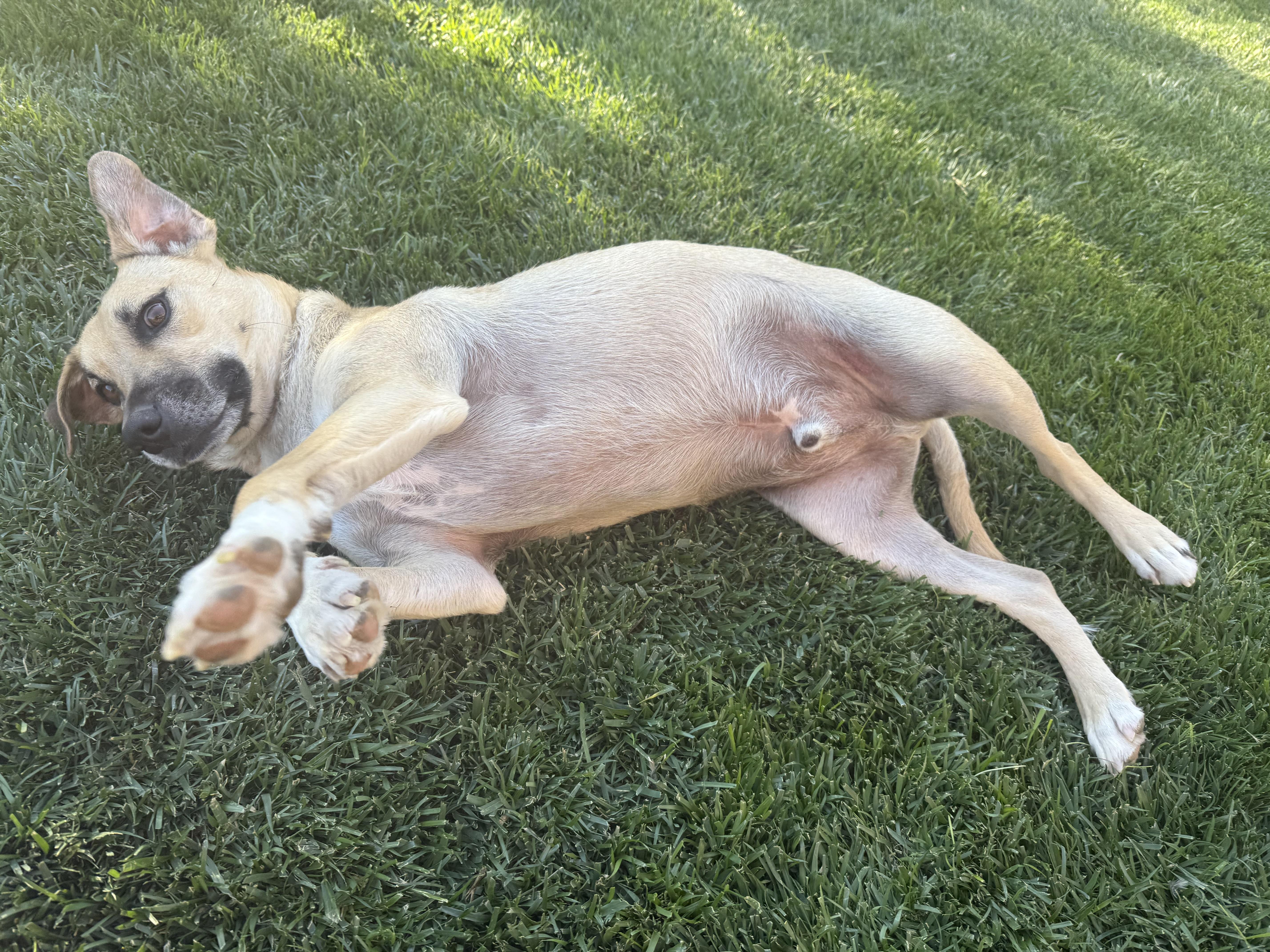 Enlarge Clyde, a Adoptable mixed breed in Hurricane, UT image 2/6
