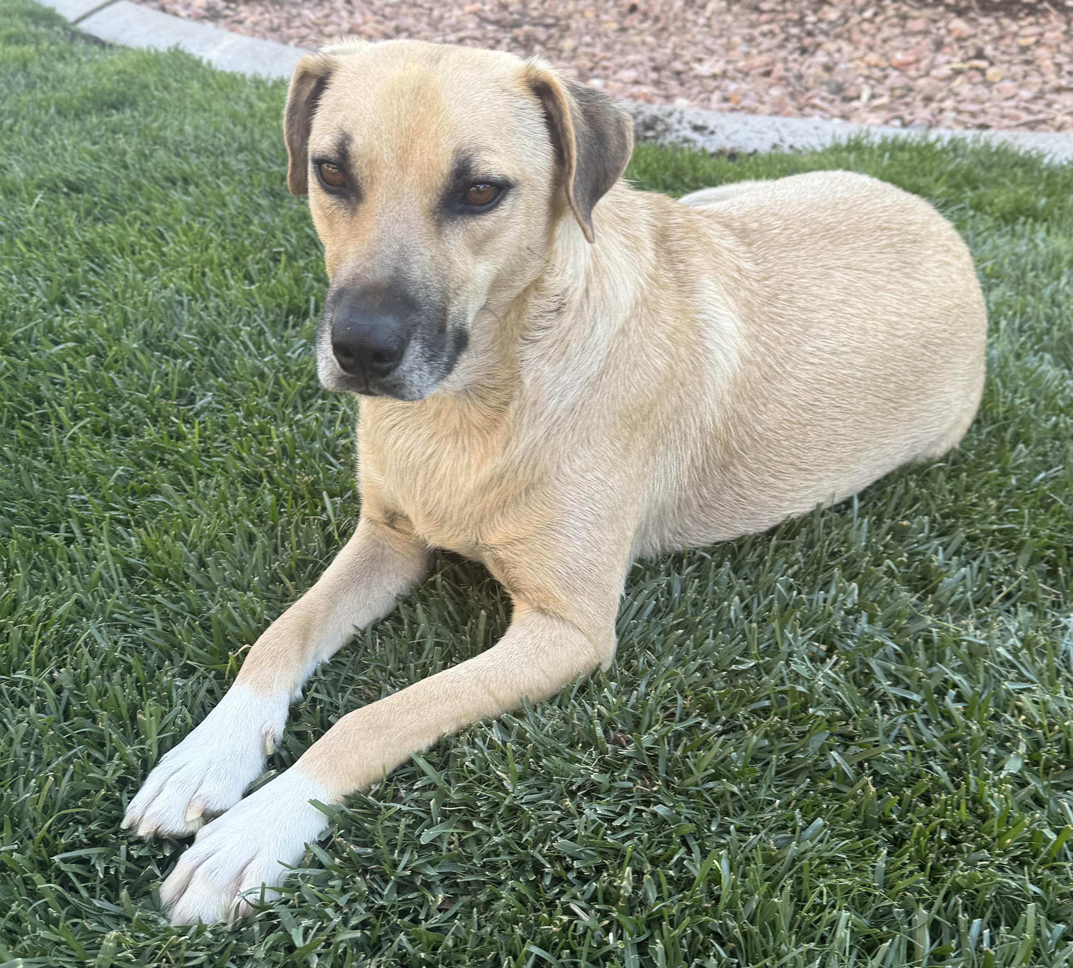 Enlarge Clyde, a Adoptable mixed breed in Hurricane, UT image 3/6