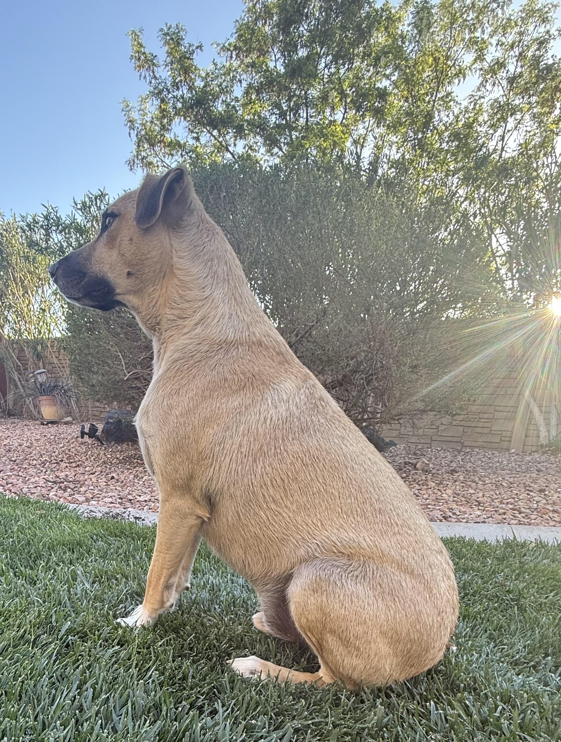 Enlarge Clyde, a Adoptable mixed breed in Hurricane, UT image 4/6