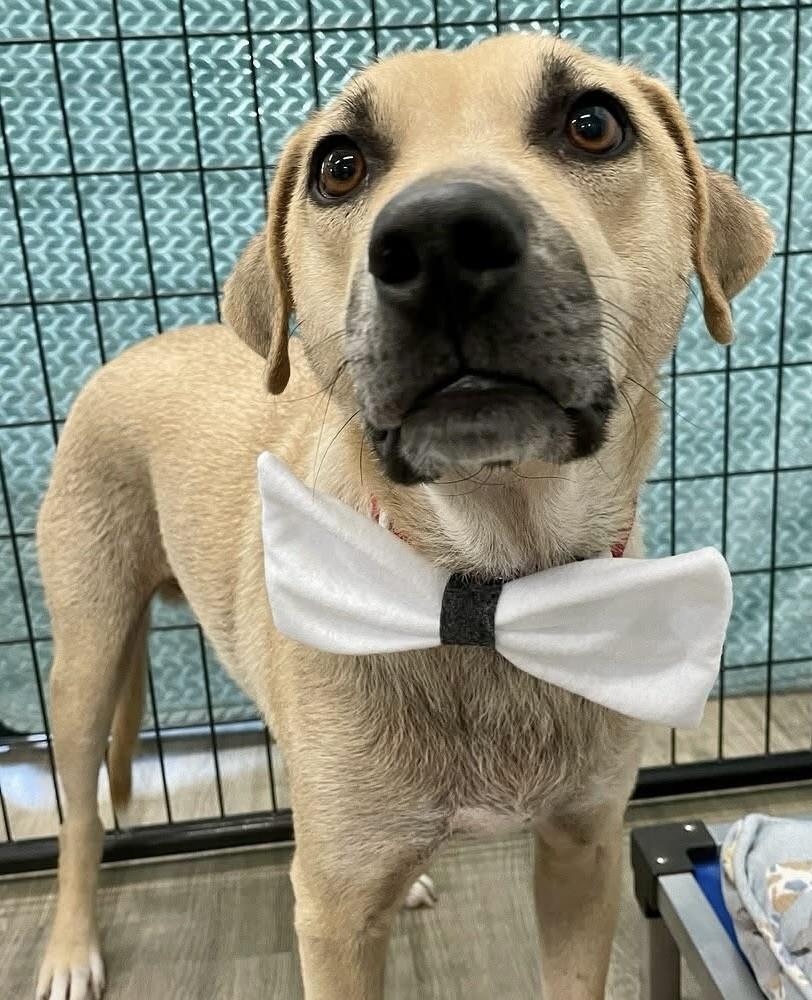 Enlarge Clyde, a Adoptable mixed breed in Hurricane, UT image 5/6