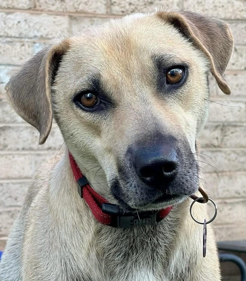Enlarge Clyde, a Adoptable mixed breed in Hurricane, UT image 6/6