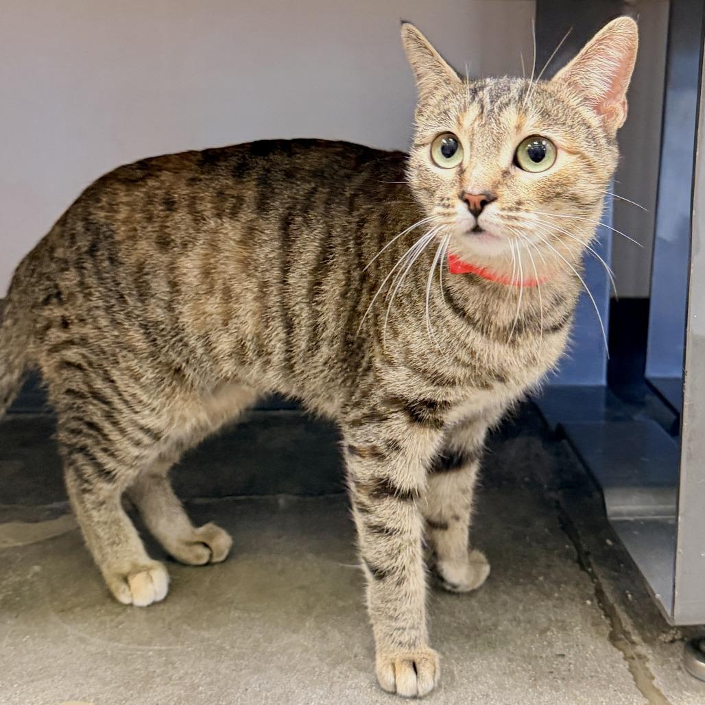 Sea Smoke, Adoptable, Adult Female Domestic Short Hair.