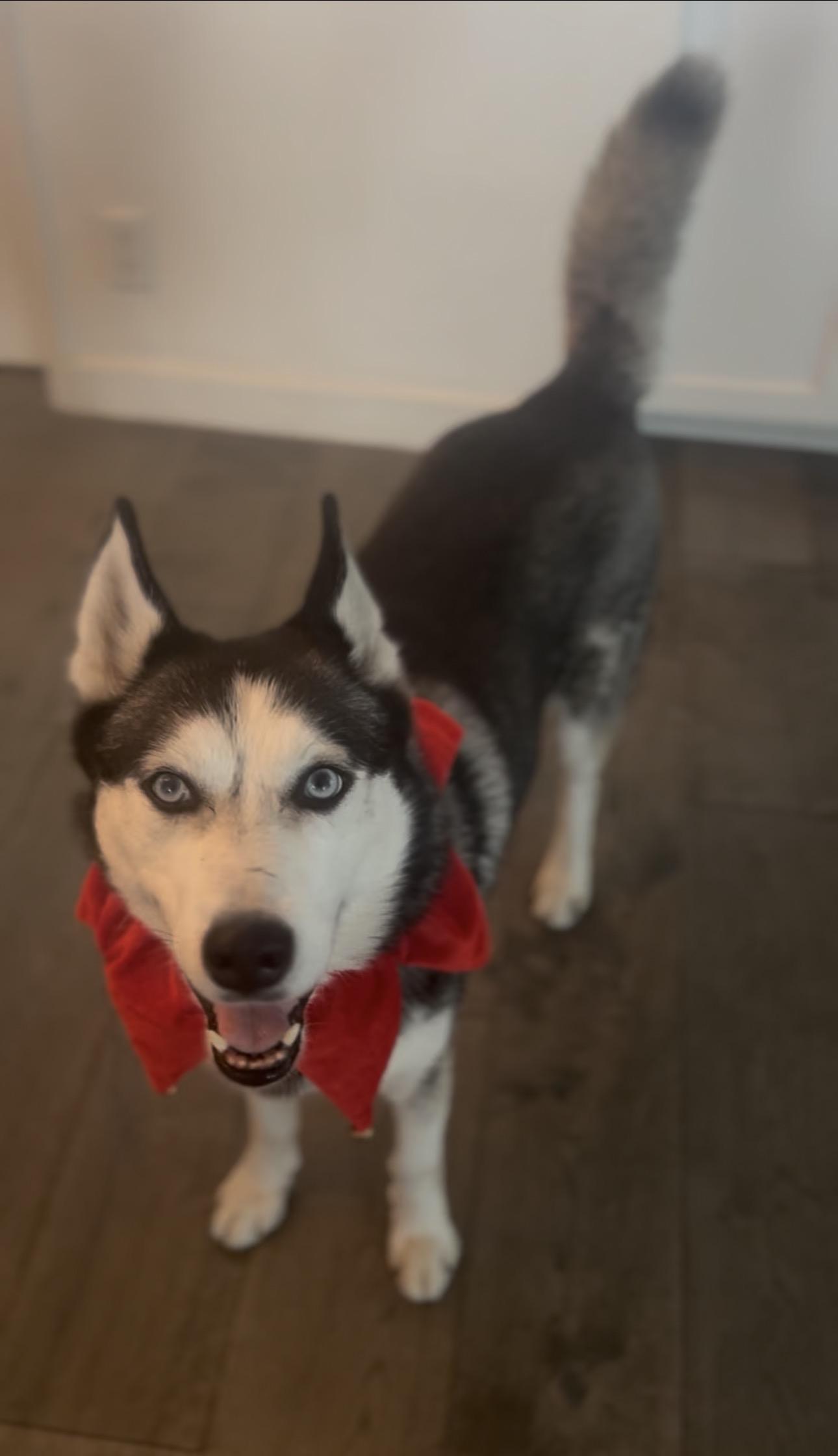 Enlarge Benji, a Adoptable Husky in Laguna Niguel, CA image 1/6