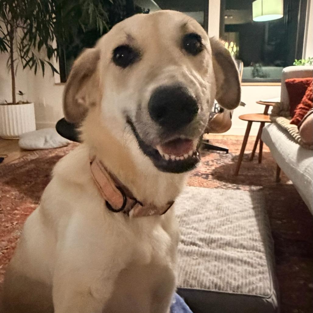 Enlarge Daffodil, a Adoptable mixed breed in Fayetteville, AR image 1/1