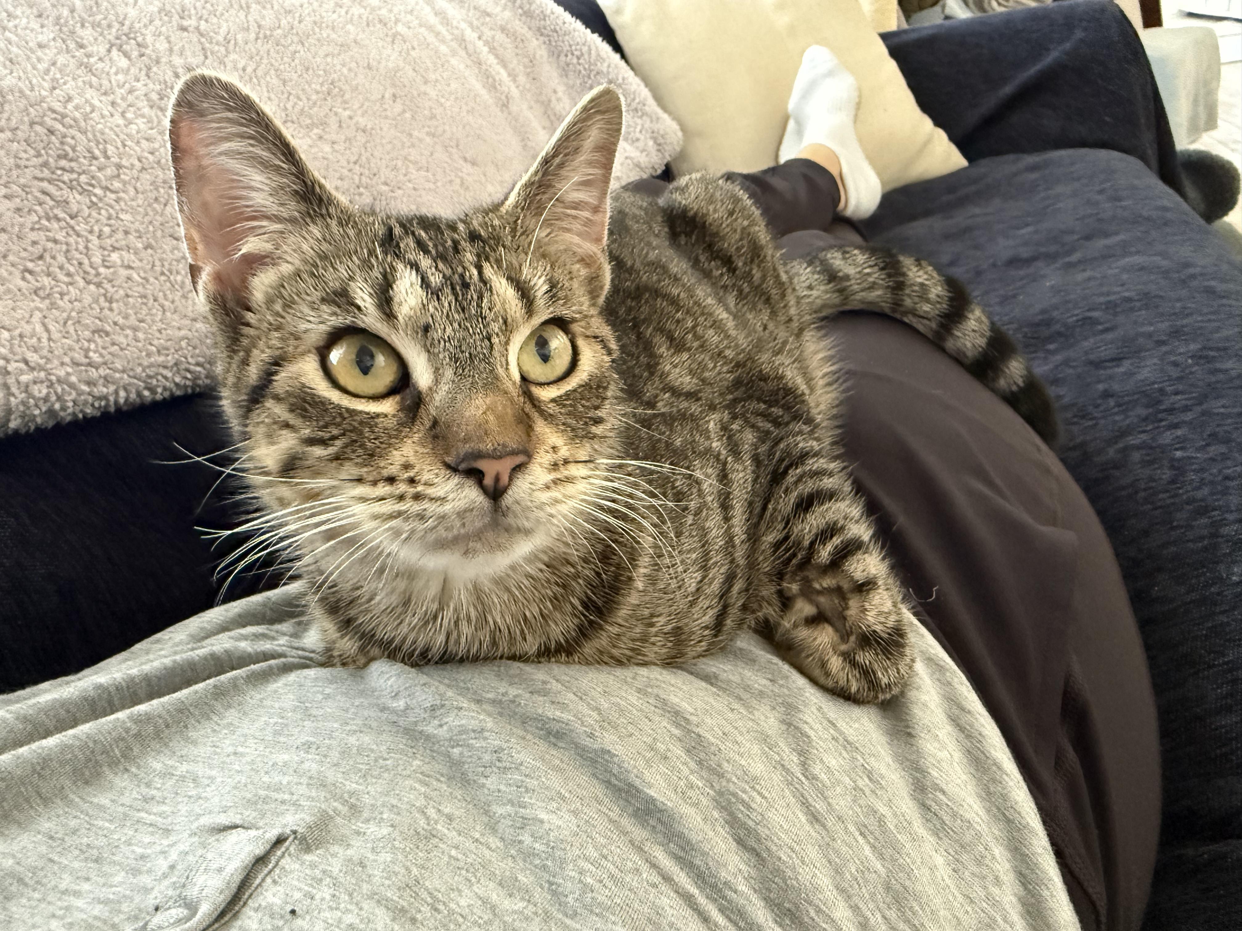 Enlarge Polly, a ADOPTABLE Domestic Short Hair in Springfield, NJ image 4/6