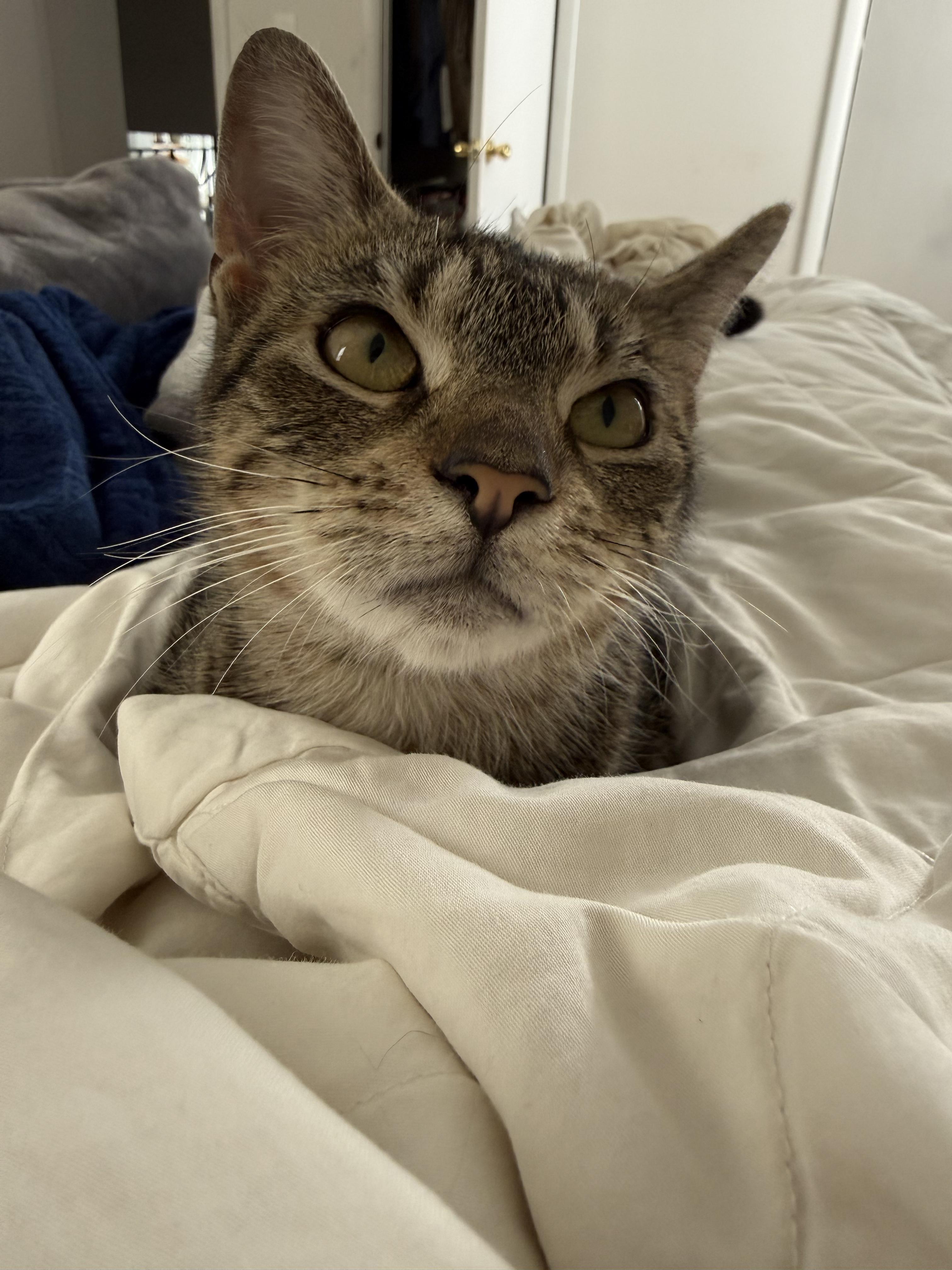 Enlarge Polly, a ADOPTABLE Domestic Short Hair in Springfield, NJ image 3/6