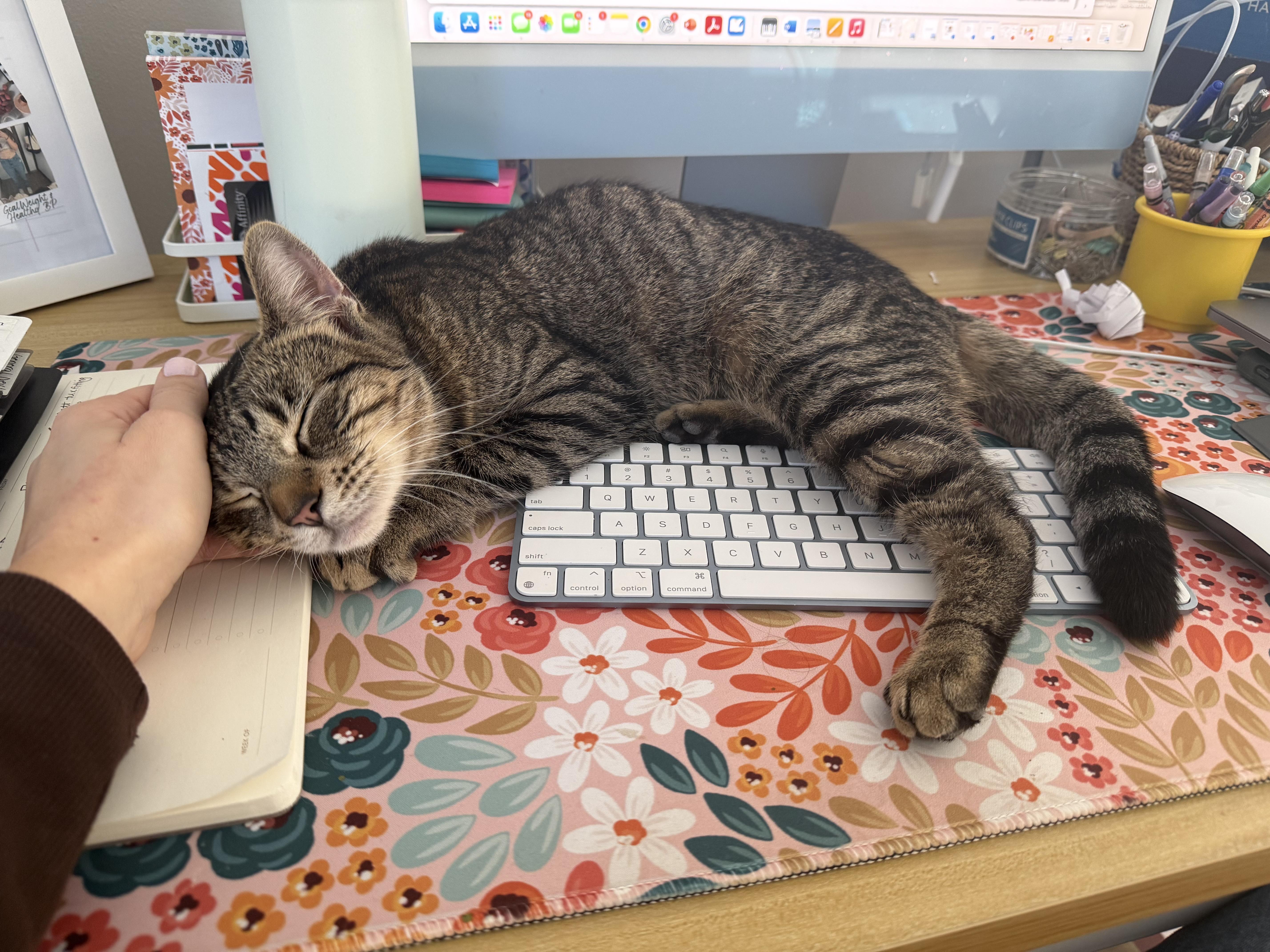 Enlarge Polly, a ADOPTABLE Domestic Short Hair in Springfield, NJ image 2/6
