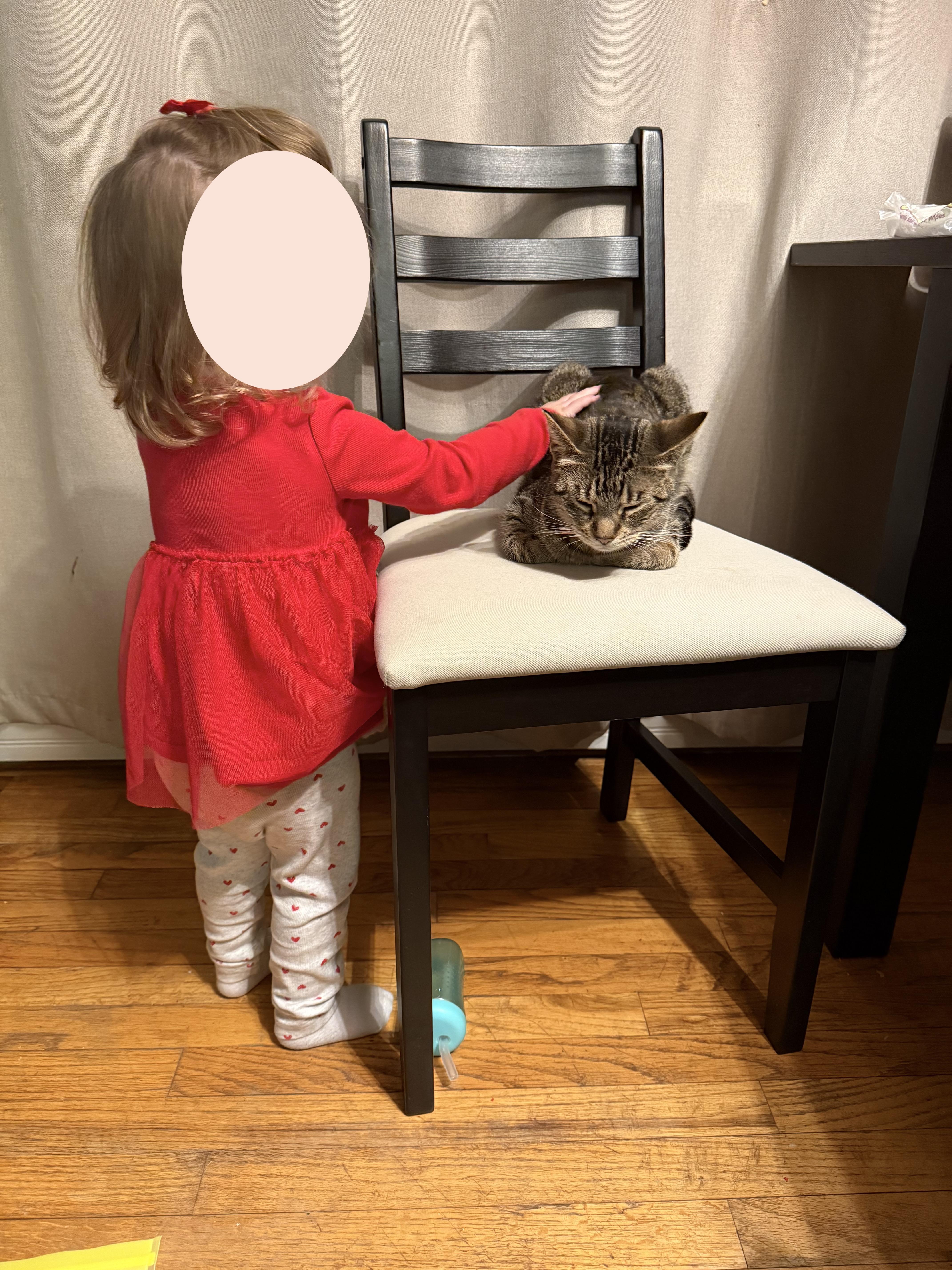 Polly, ADOPTABLE, Young Female Domestic Short Hair.