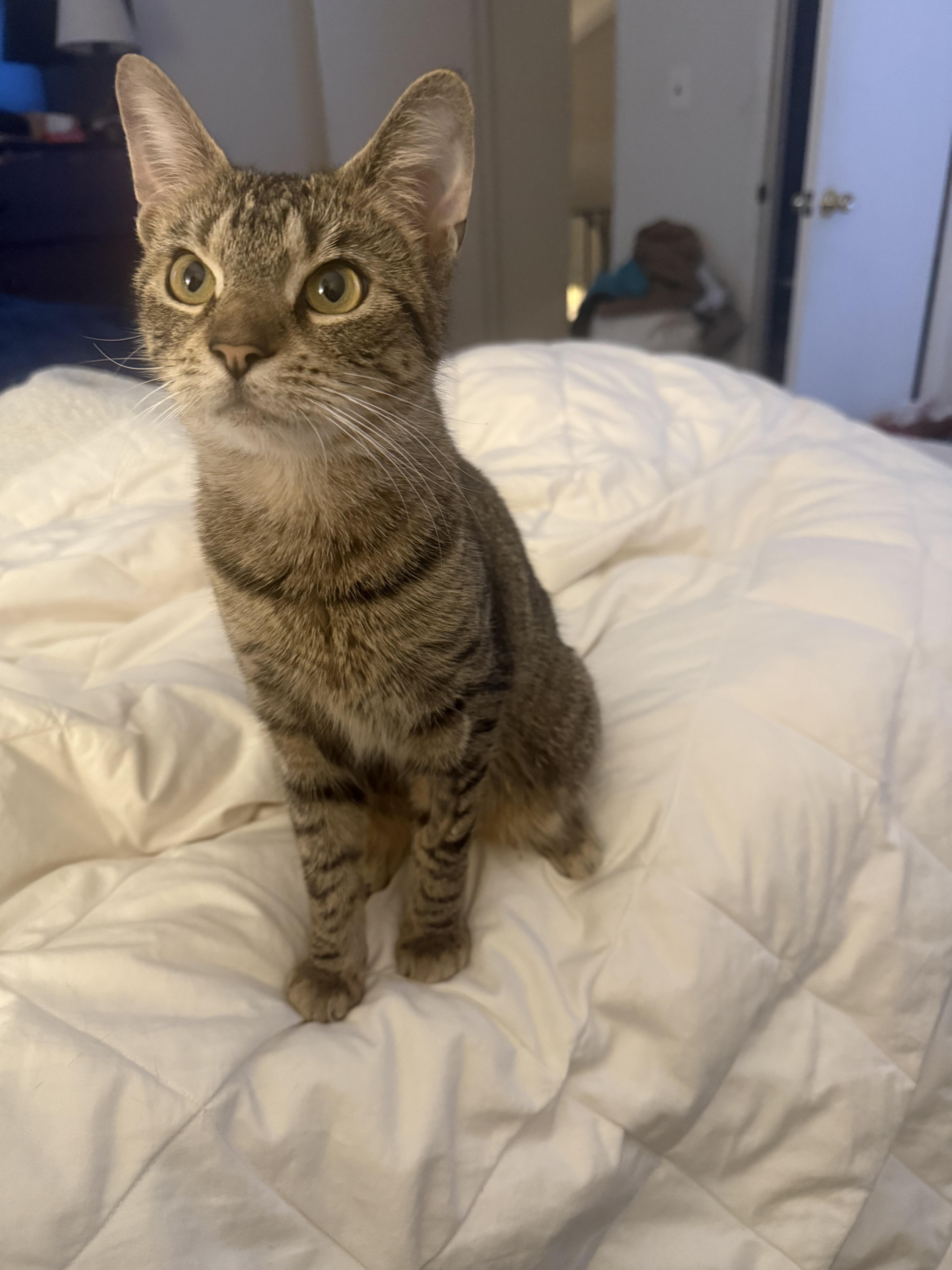 Enlarge Polly, a ADOPTABLE Domestic Short Hair in Springfield, NJ image 5/6