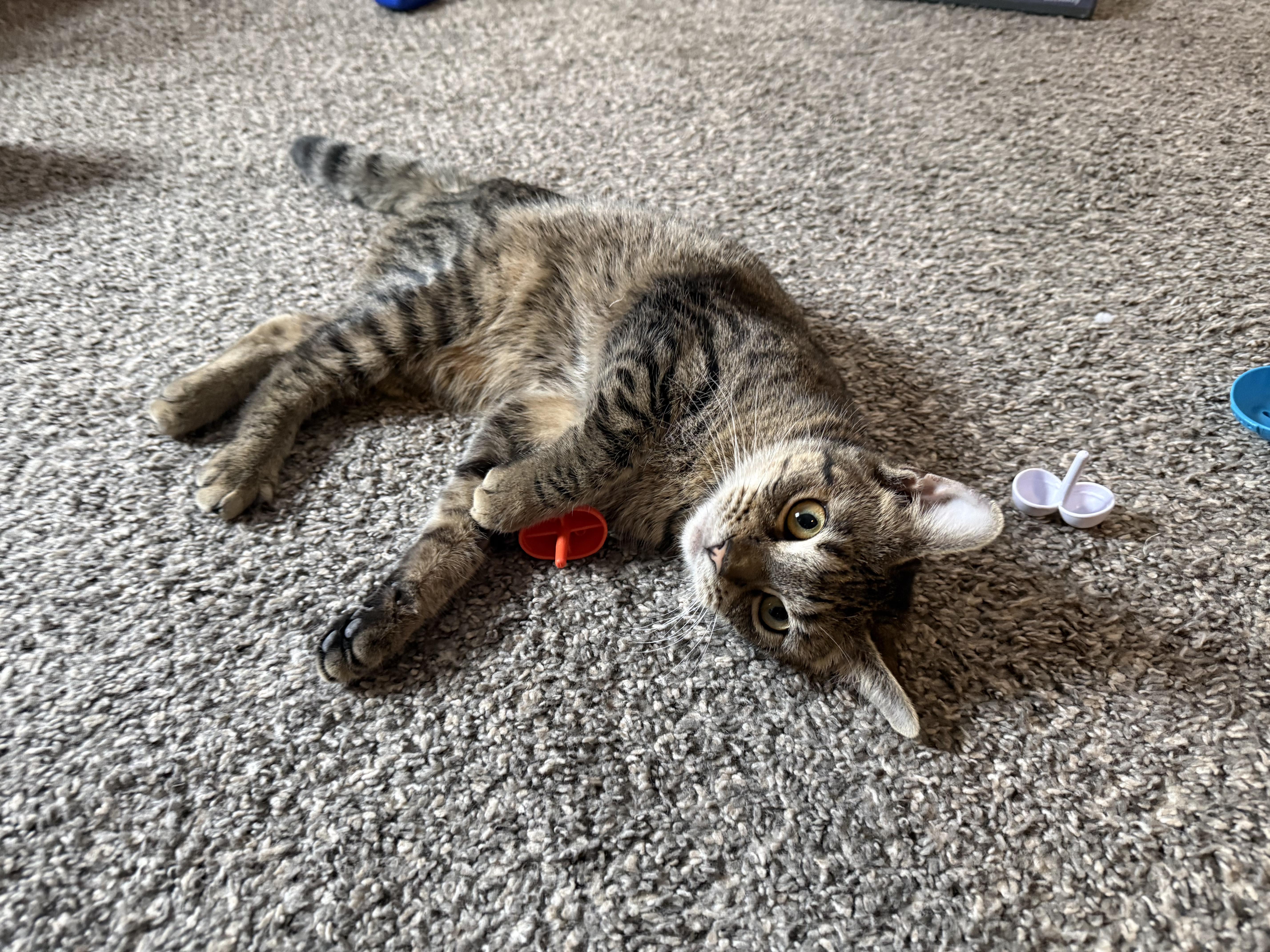 Enlarge Polly, a ADOPTABLE Domestic Short Hair in Springfield, NJ image 6/6