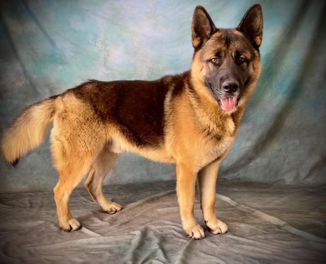 KUMO, Adoptable, Young Male German Shepherd Dog & Akita.