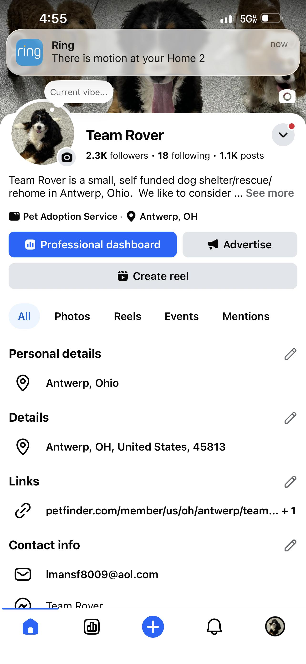 Enlarge Henry. 10 lbs, a ADOPTABLE Havanese in Antwerp, OH image 4/5