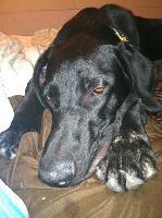 Enlarge Carl, a Adopted Great Dane in Hastings, NE image 1/1