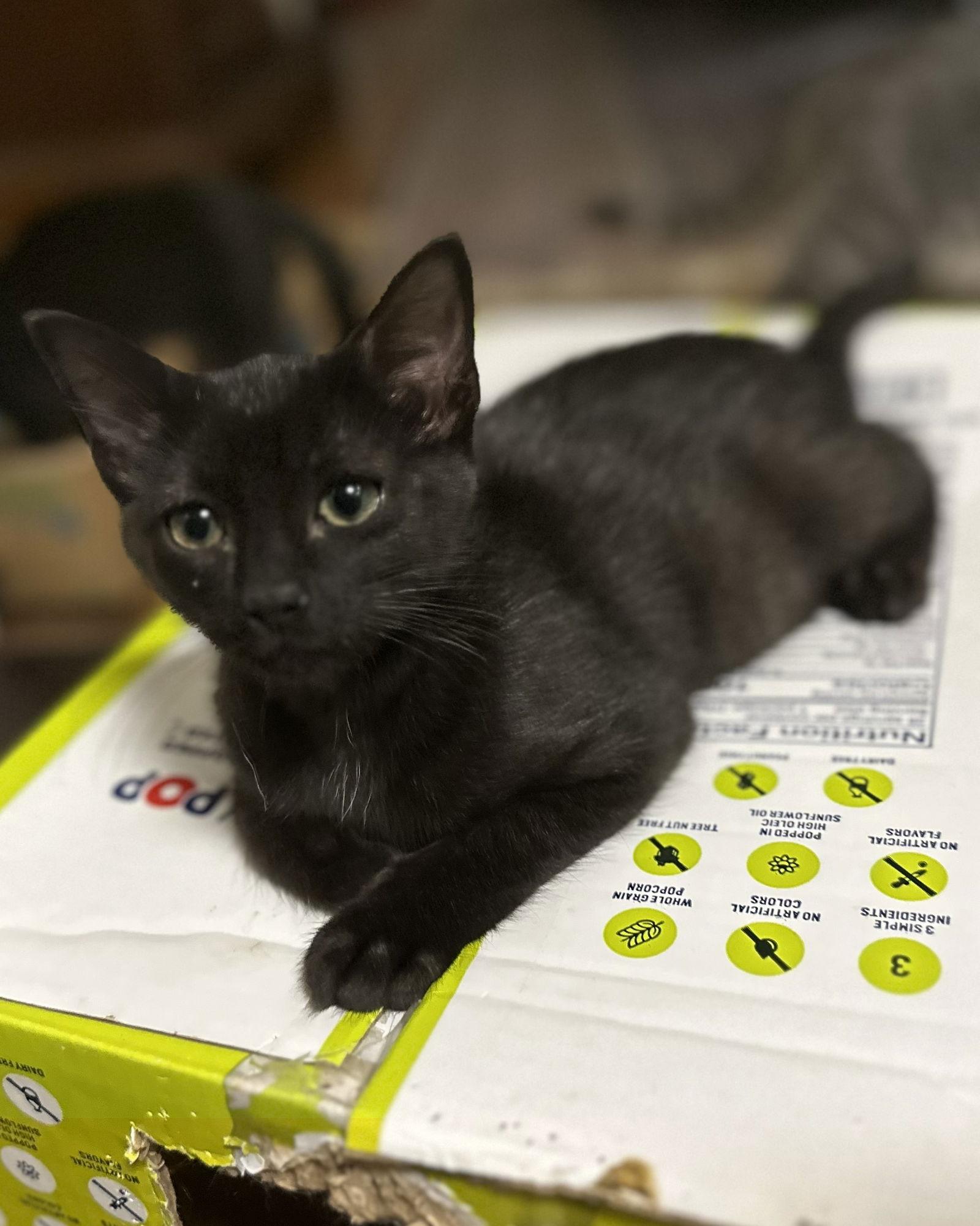 Enlarge Kona, a Adoptable Domestic Short Hair in Frisco, TX image 2/2