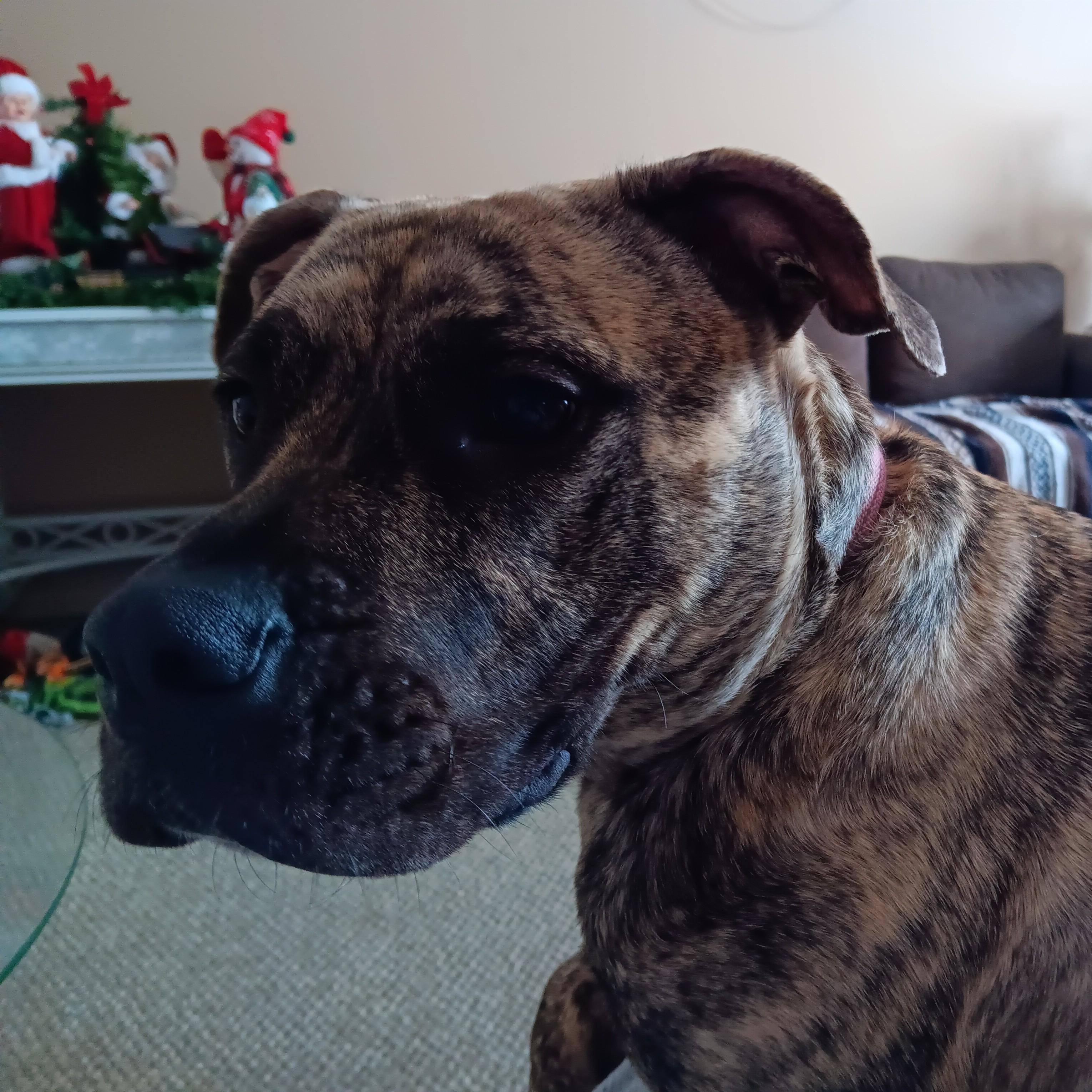 Nala Courtesy Listing