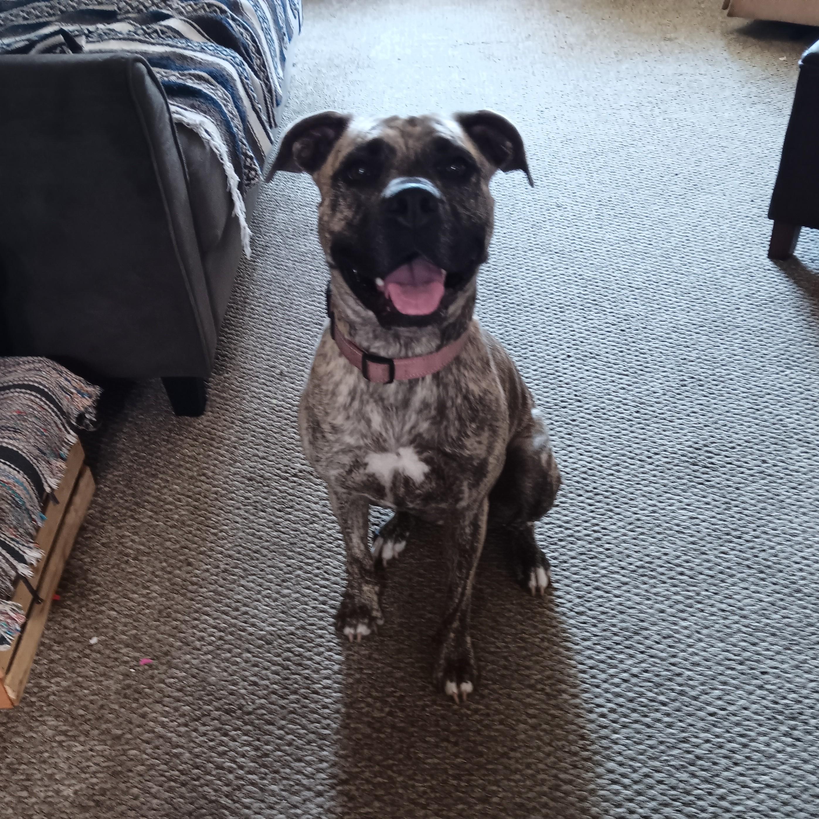 Nala Courtesy Listing