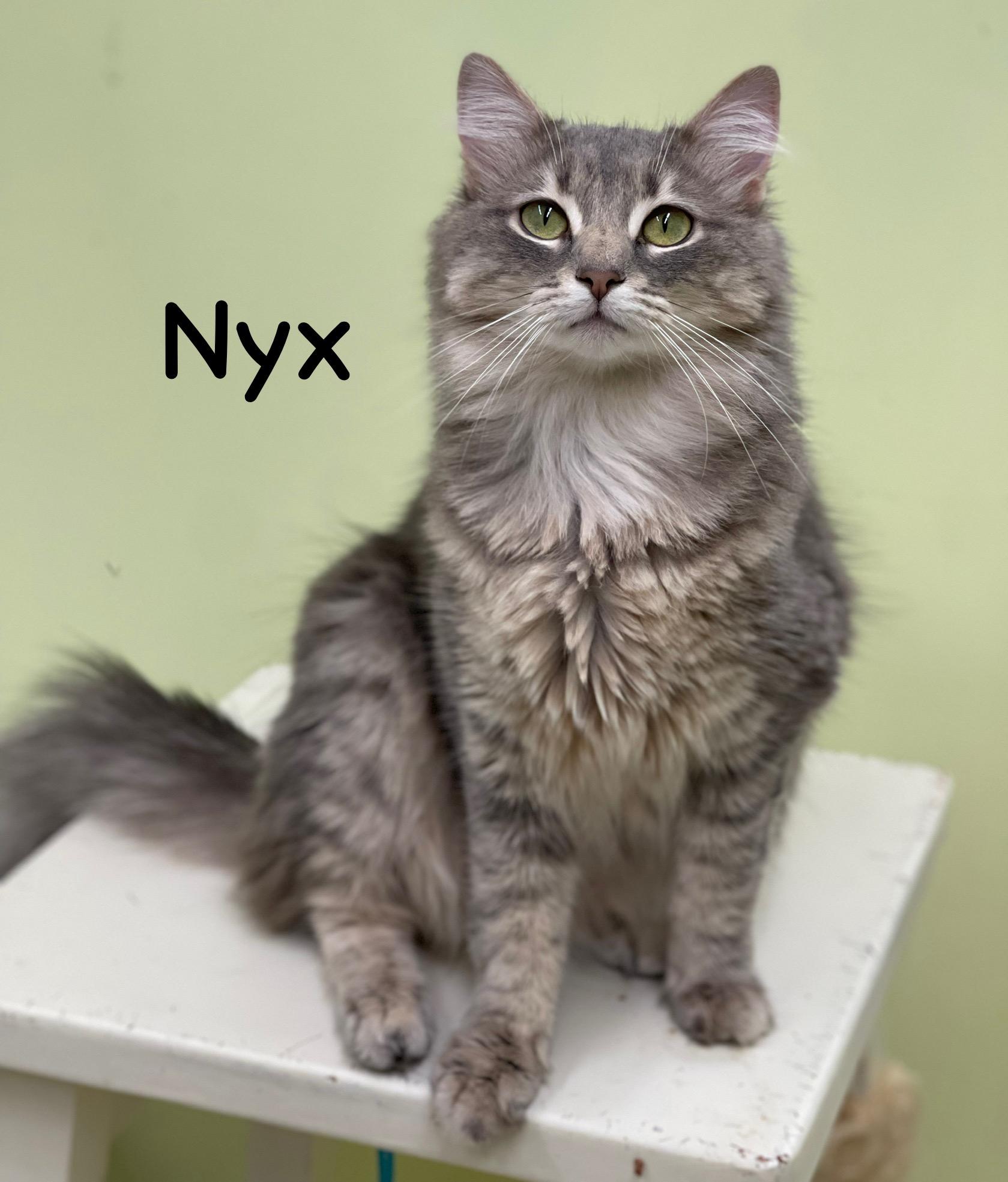 Nyx, Adult Female unknown