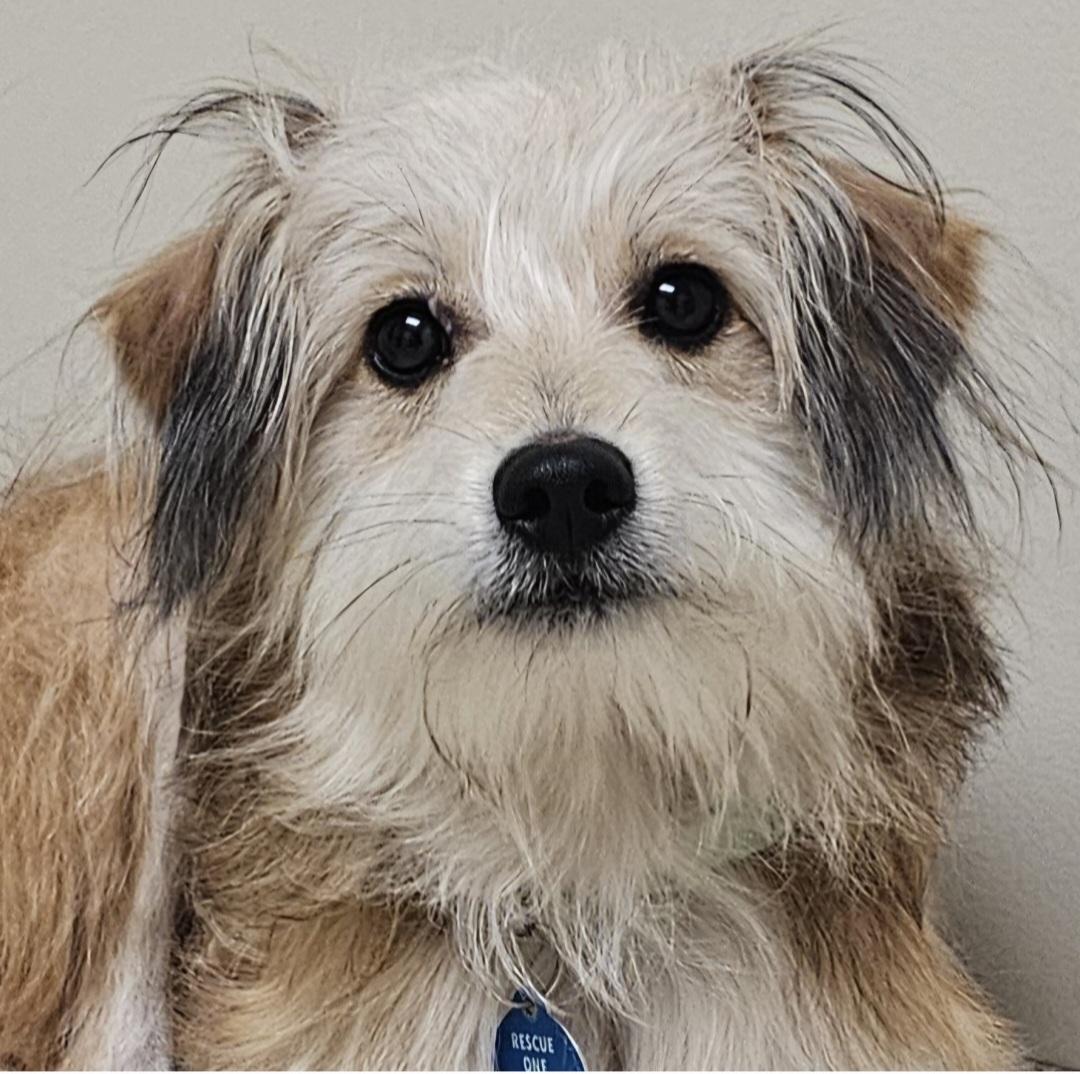 Enlarge RUSTY, a Adoptable mixed breed in Fenton, MI image 3/6