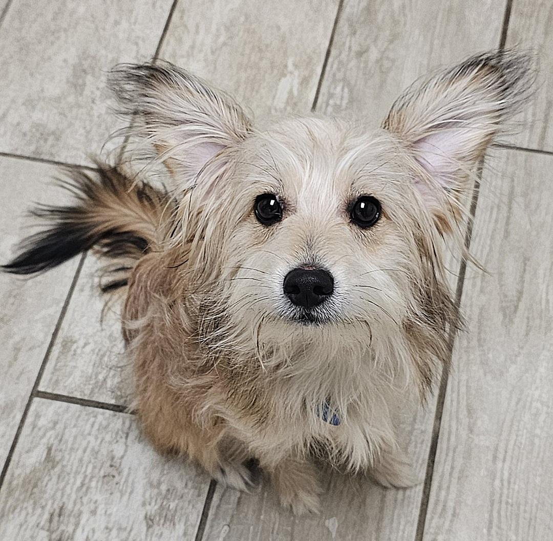 Enlarge RUSTY, a Adoptable mixed breed in Fenton, MI image 1/6