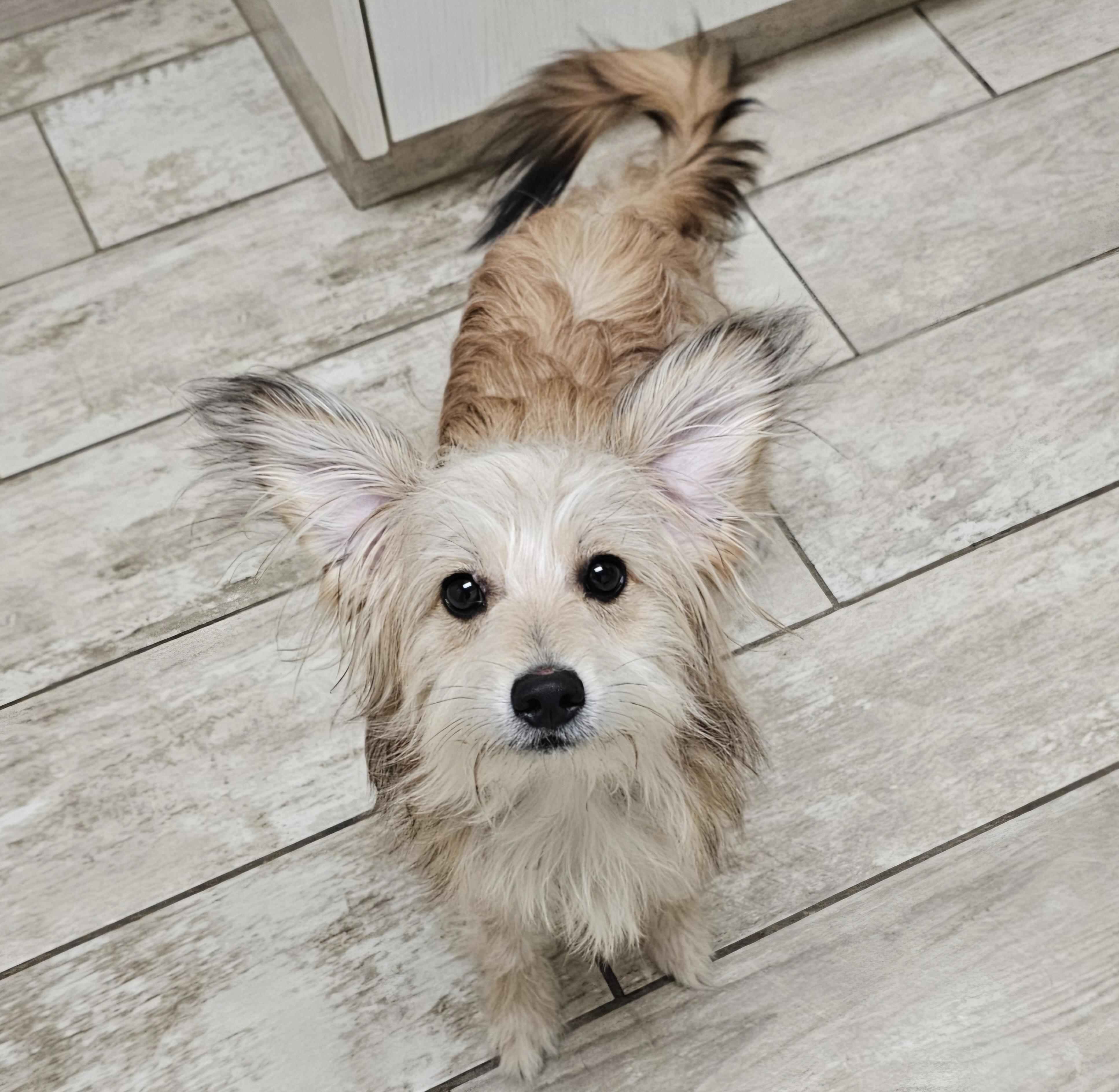 Enlarge RUSTY, a Adoptable mixed breed in Fenton, MI image 4/6