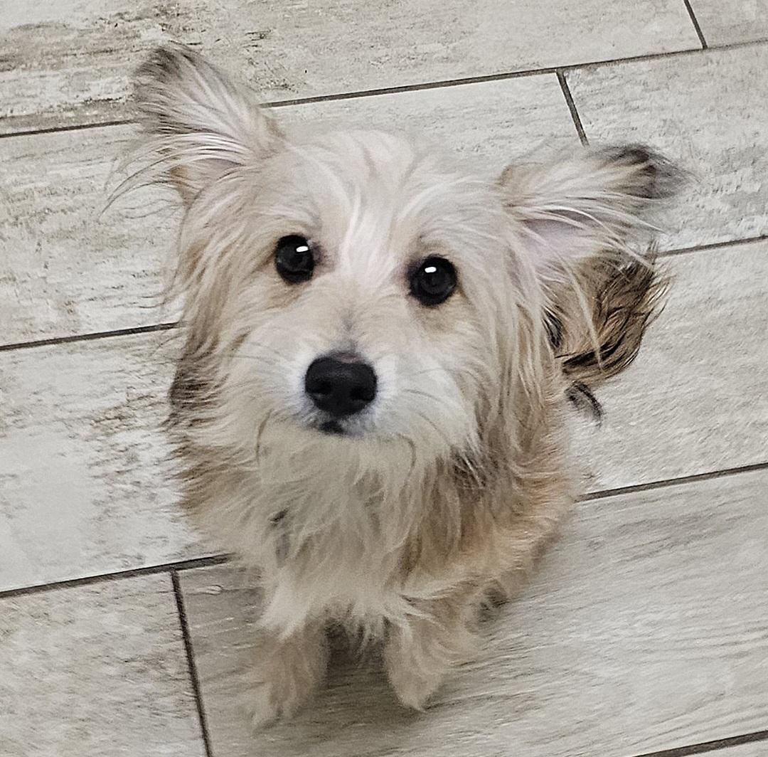 Enlarge RUSTY, a Adoptable mixed breed in Fenton, MI image 6/6